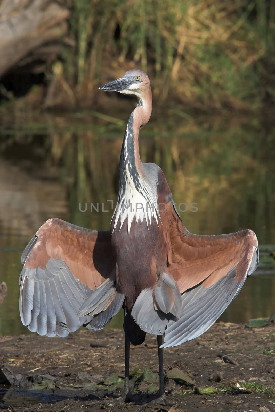 Goliath Heron sunbathing its wings