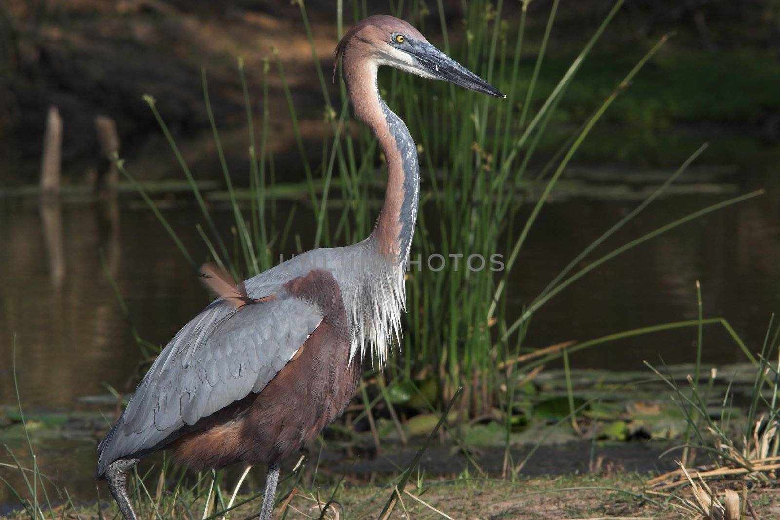 Goliath heron side profile with a misplaced feather