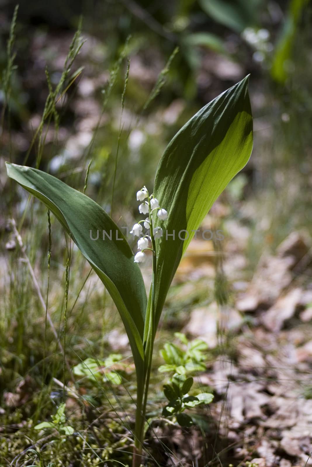 Lily-of-the-valley against a pale green background by dolnikow