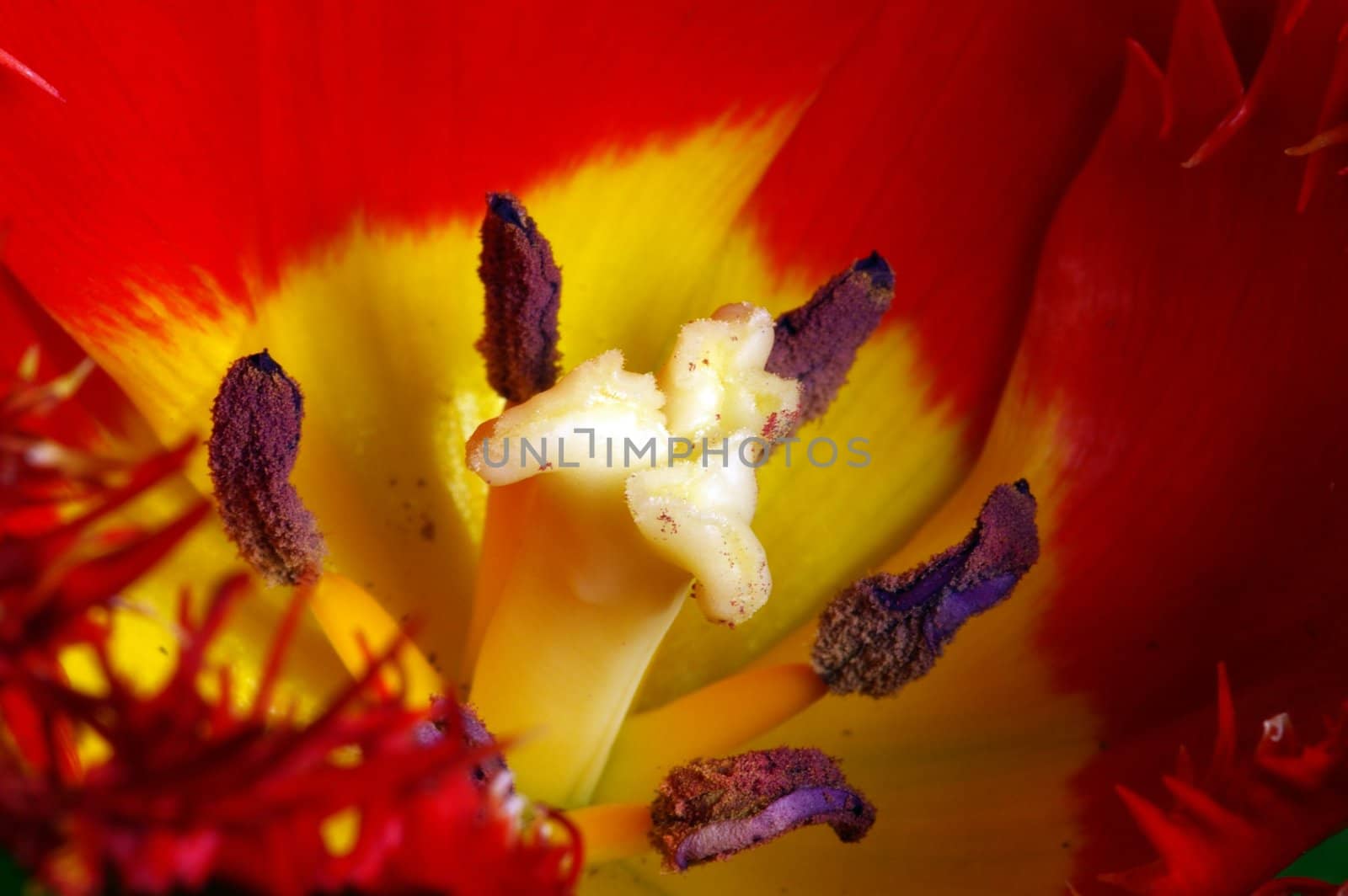 Close up of the red tulips petals by dolnikow