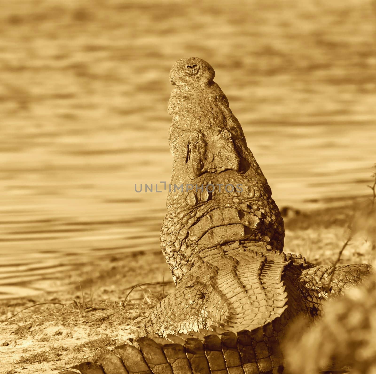 Crocodile laying with its mouth wide open