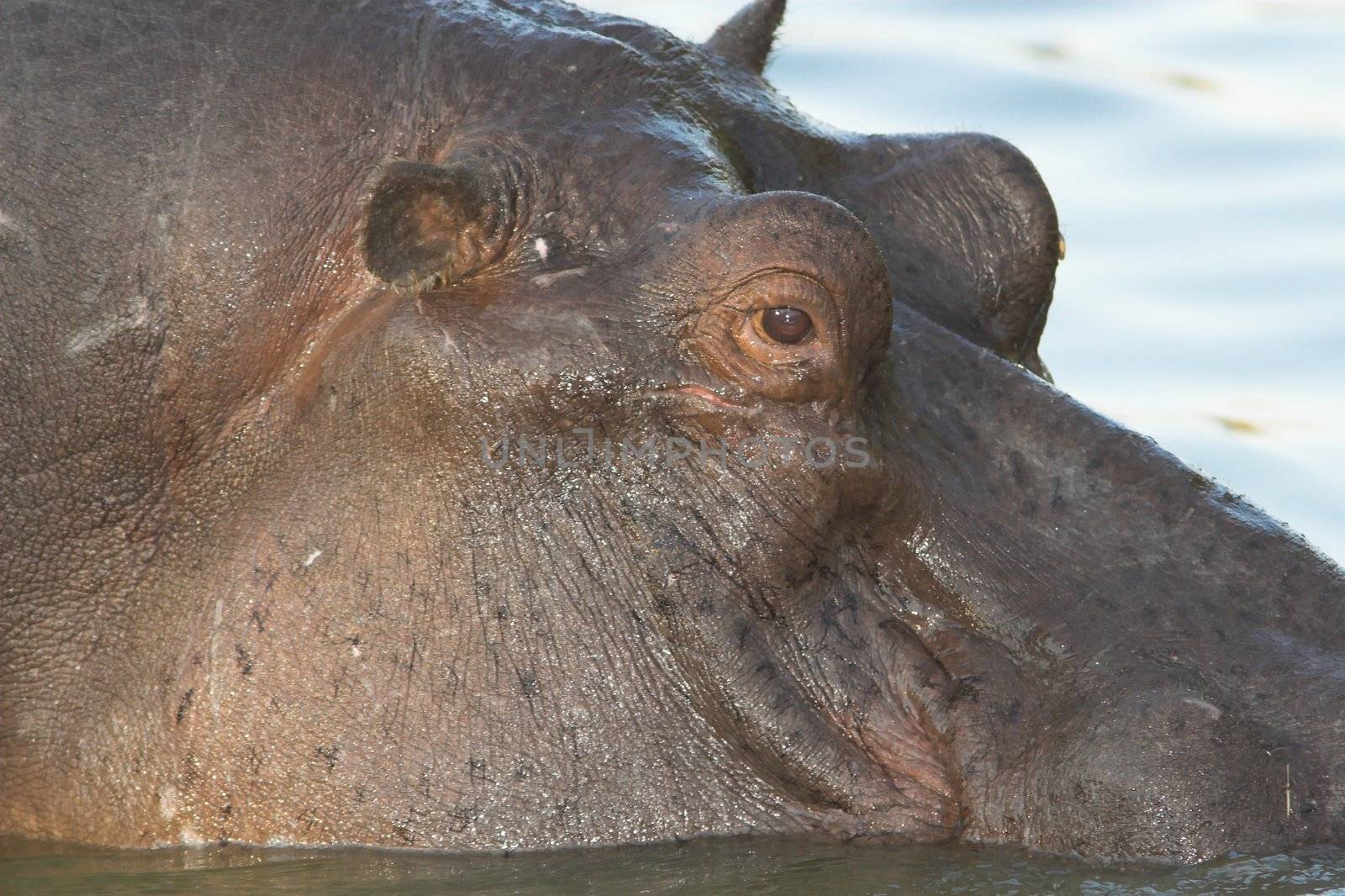 Close up shot of a hippo's head