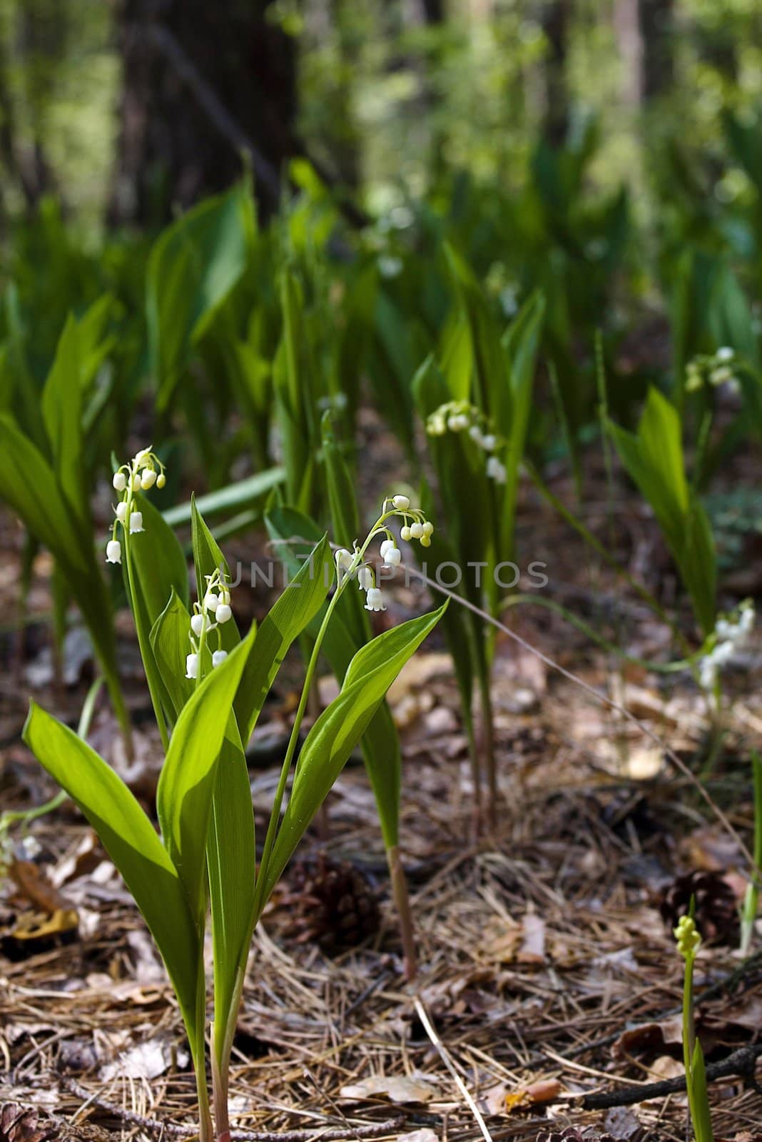 Lily-of-the-valley against a pale green background
