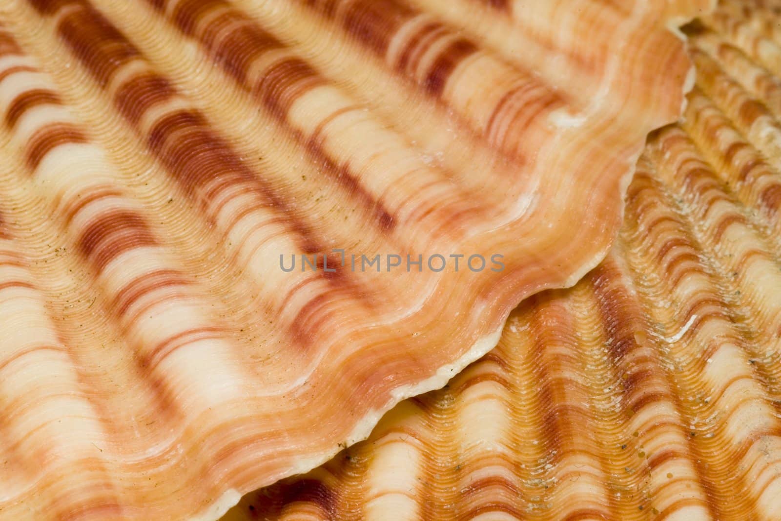 beautiful Seashell by macro lens by dolnikow