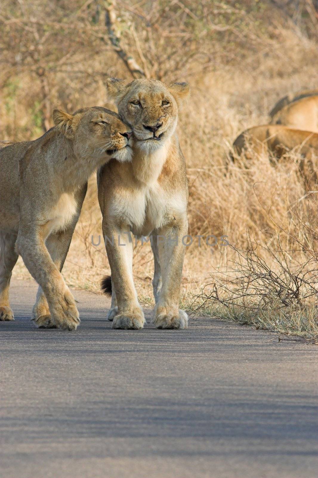 Lioness trying to show some affection to another in the pride