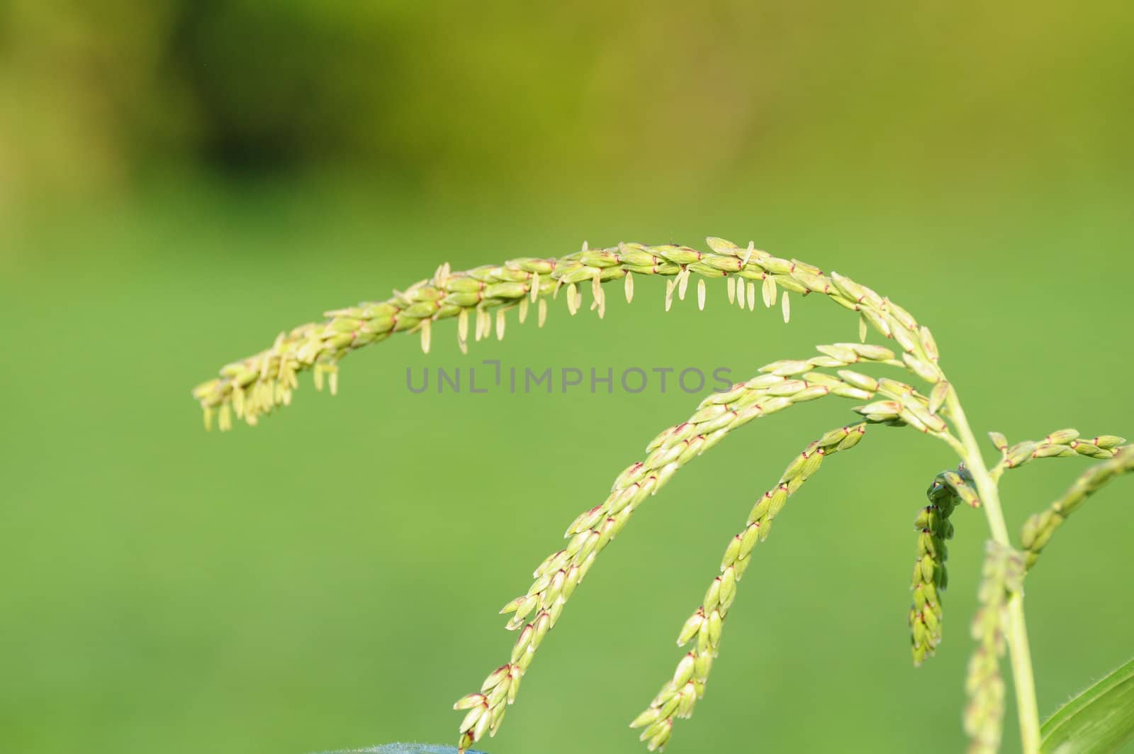 corn flower