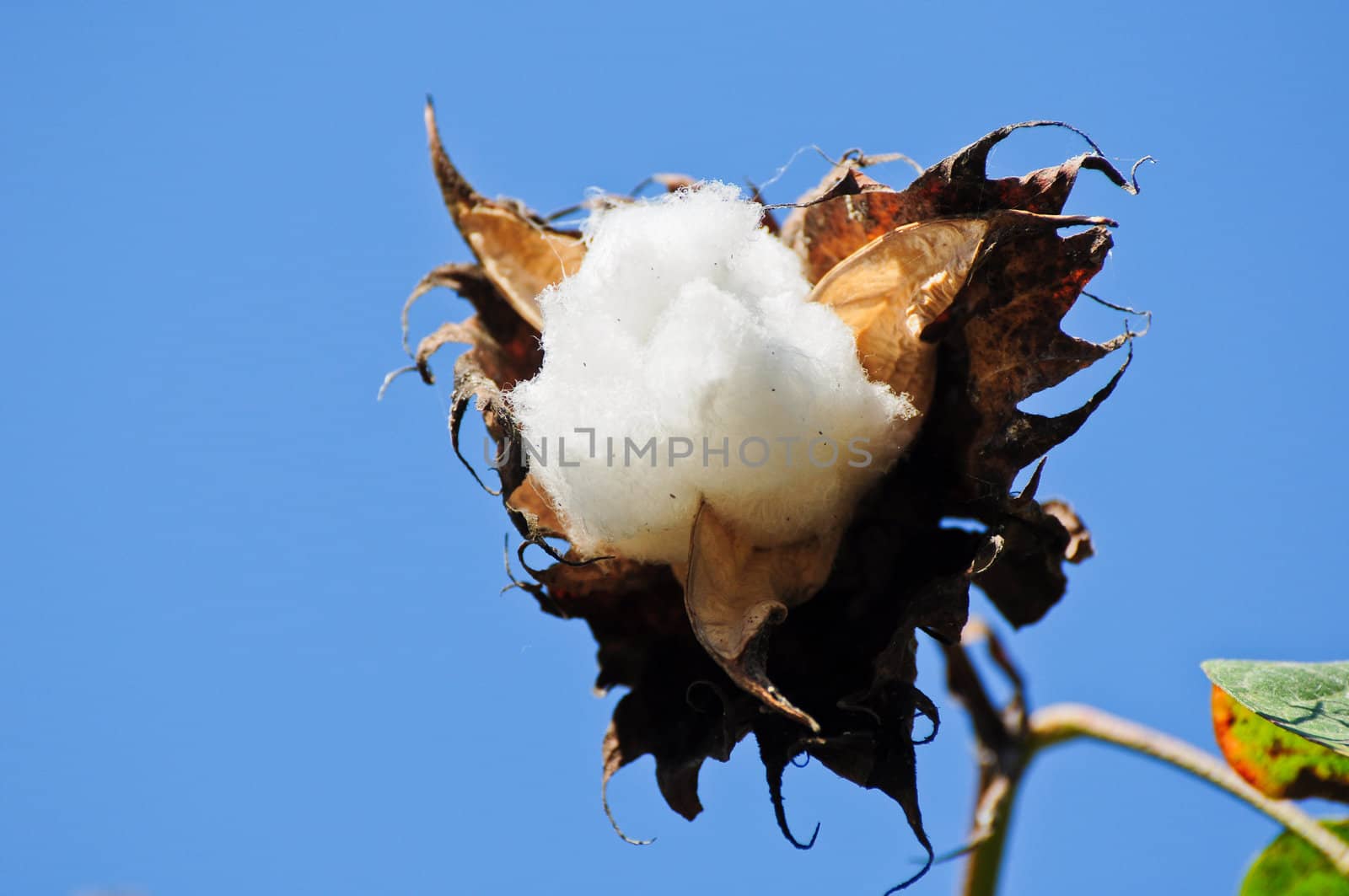 cotton flower by samurai