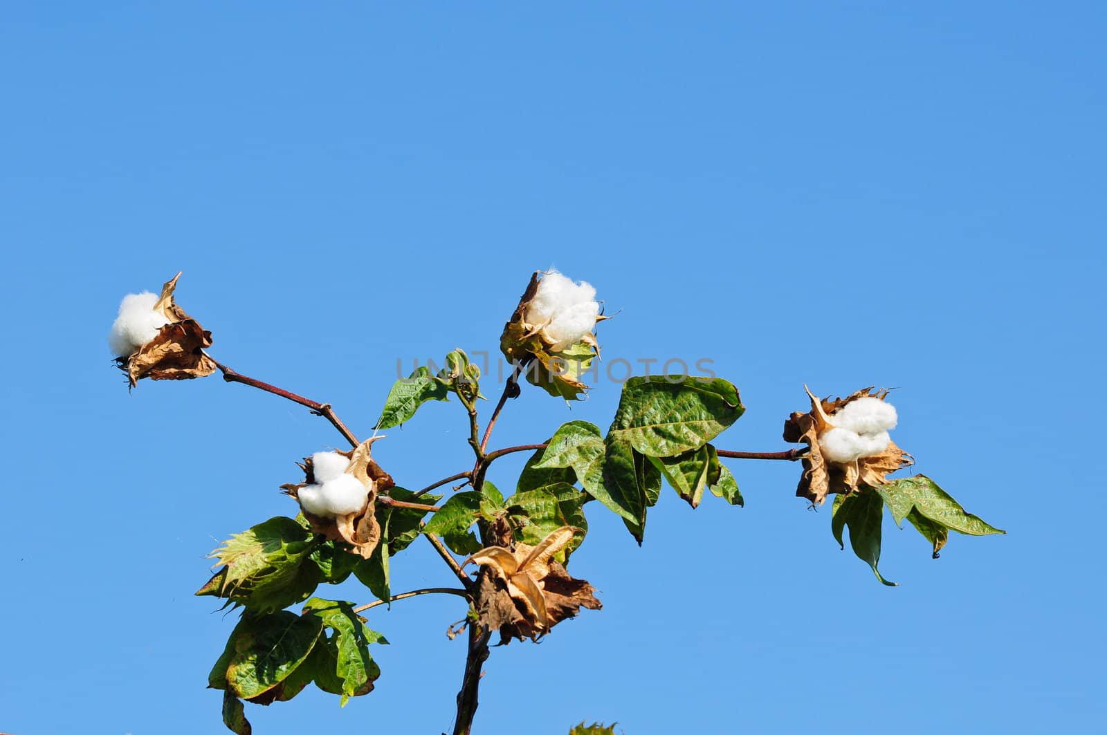 cotton flower in thailand