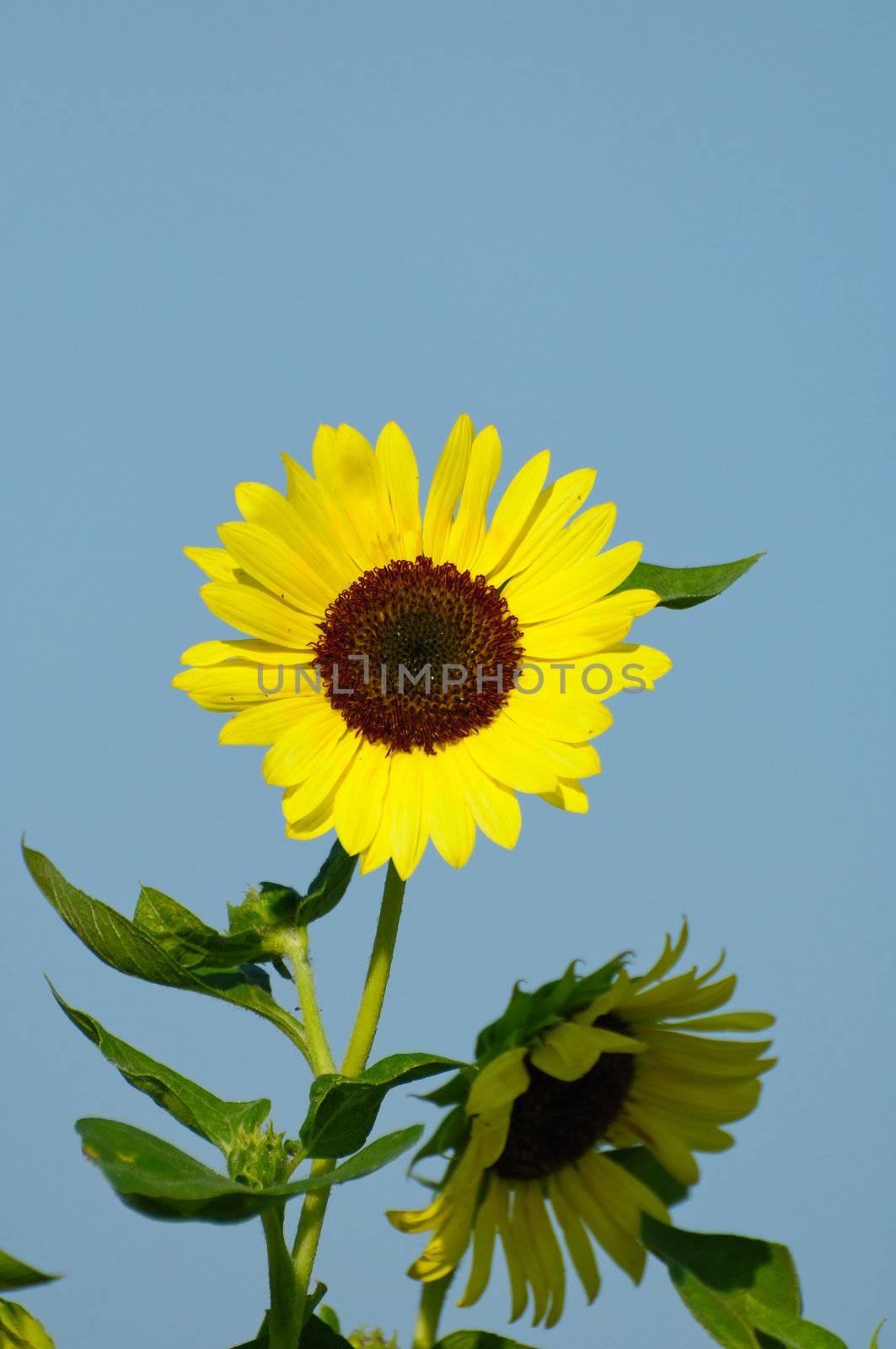 sun flower