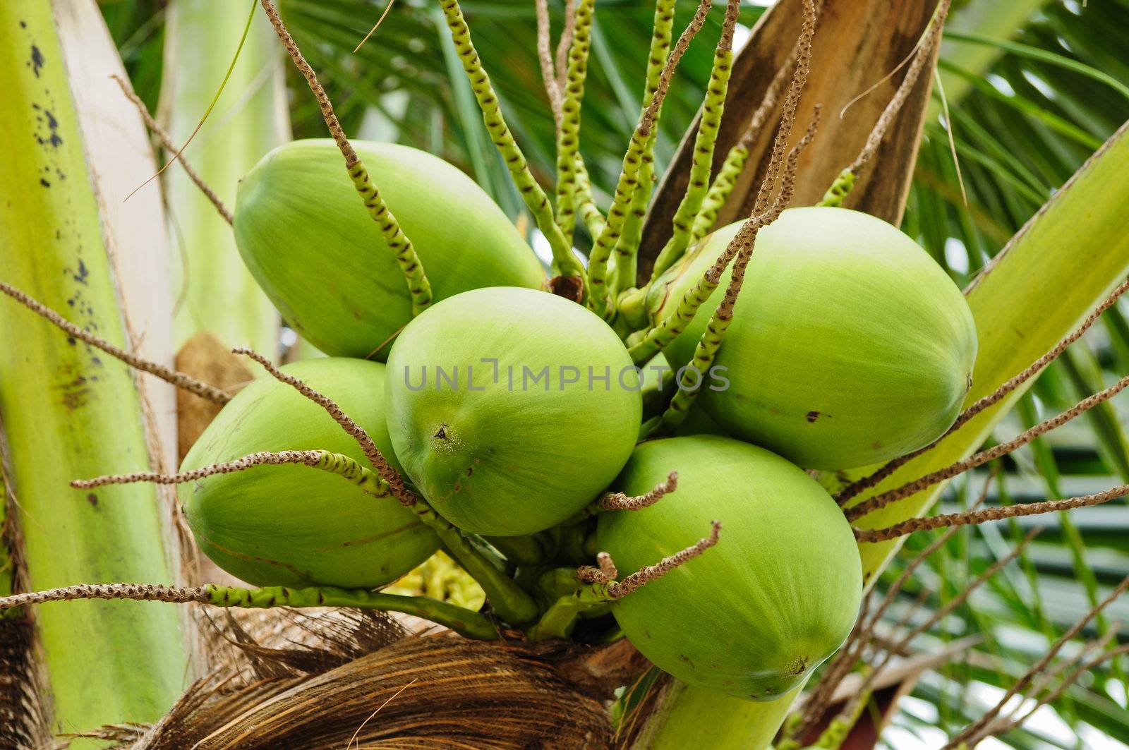 Green cocnut at tree