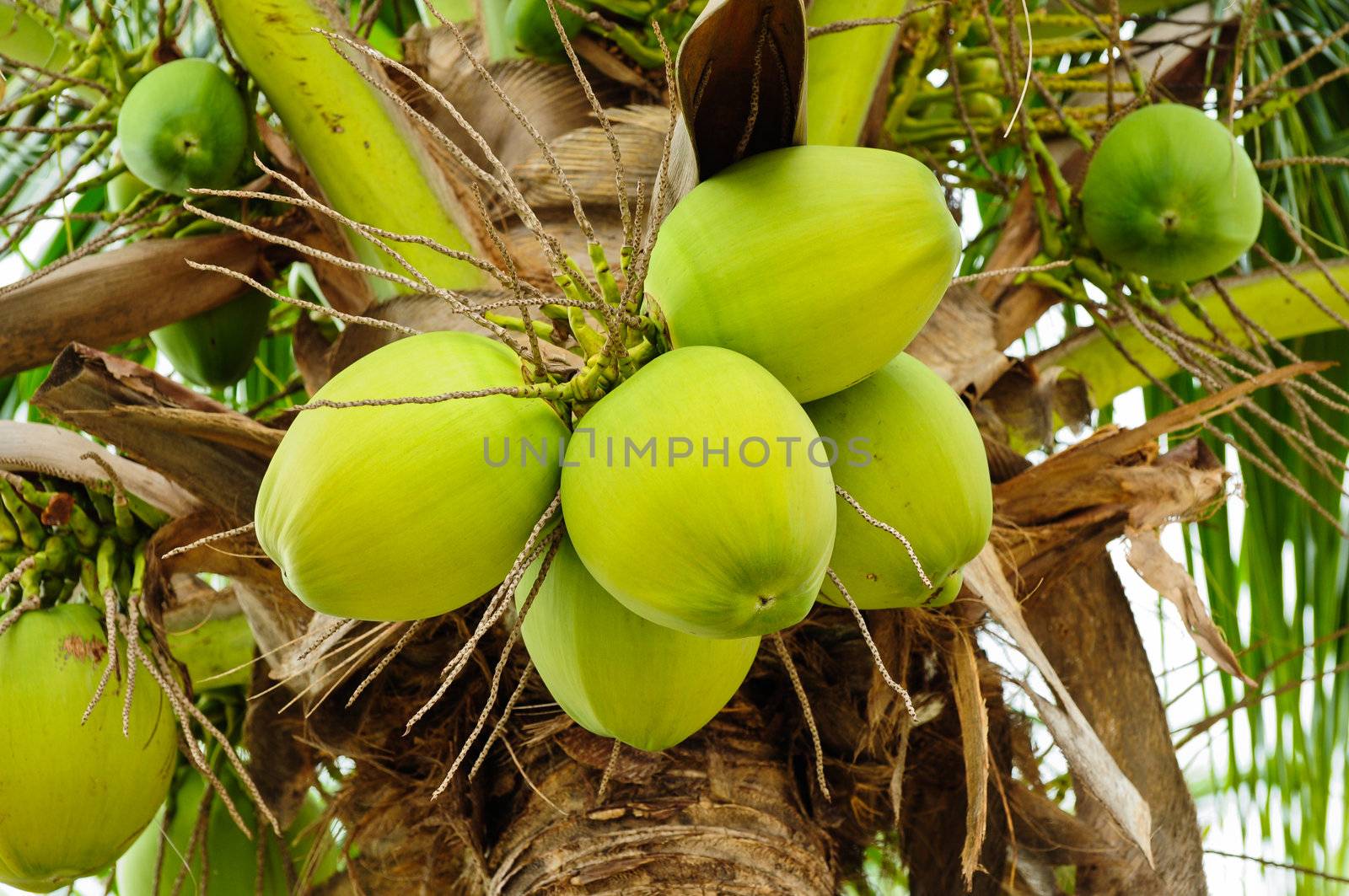 Green cocnut at tree