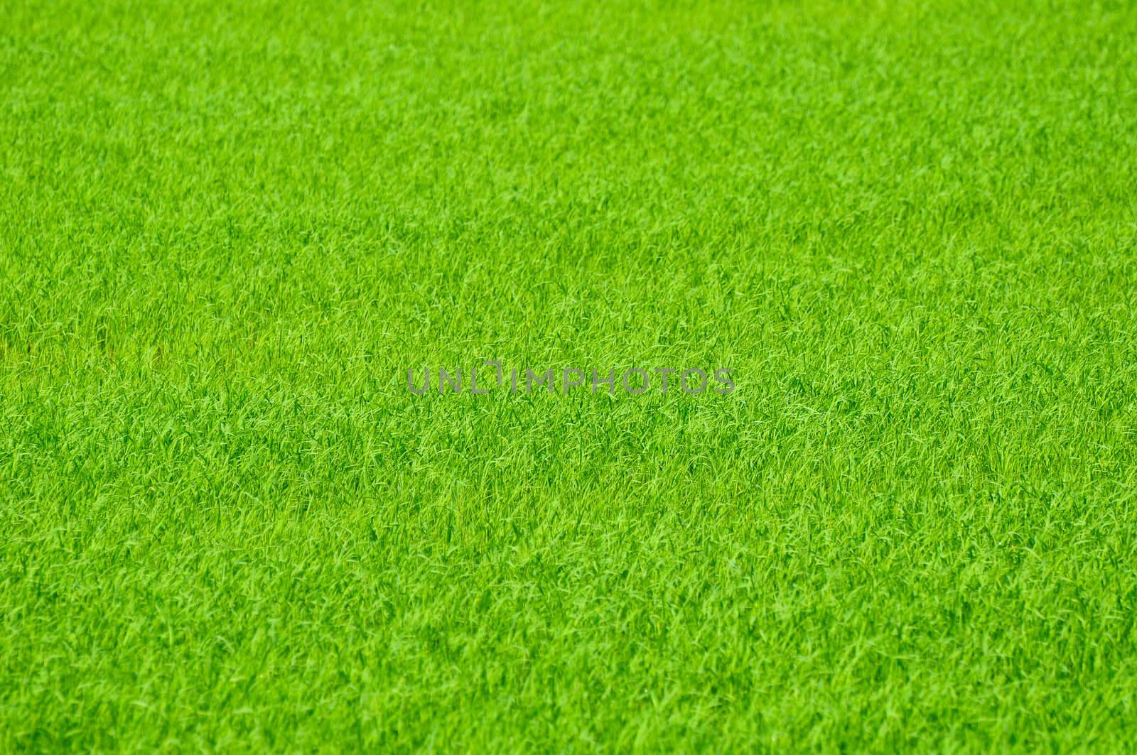 green field used to background