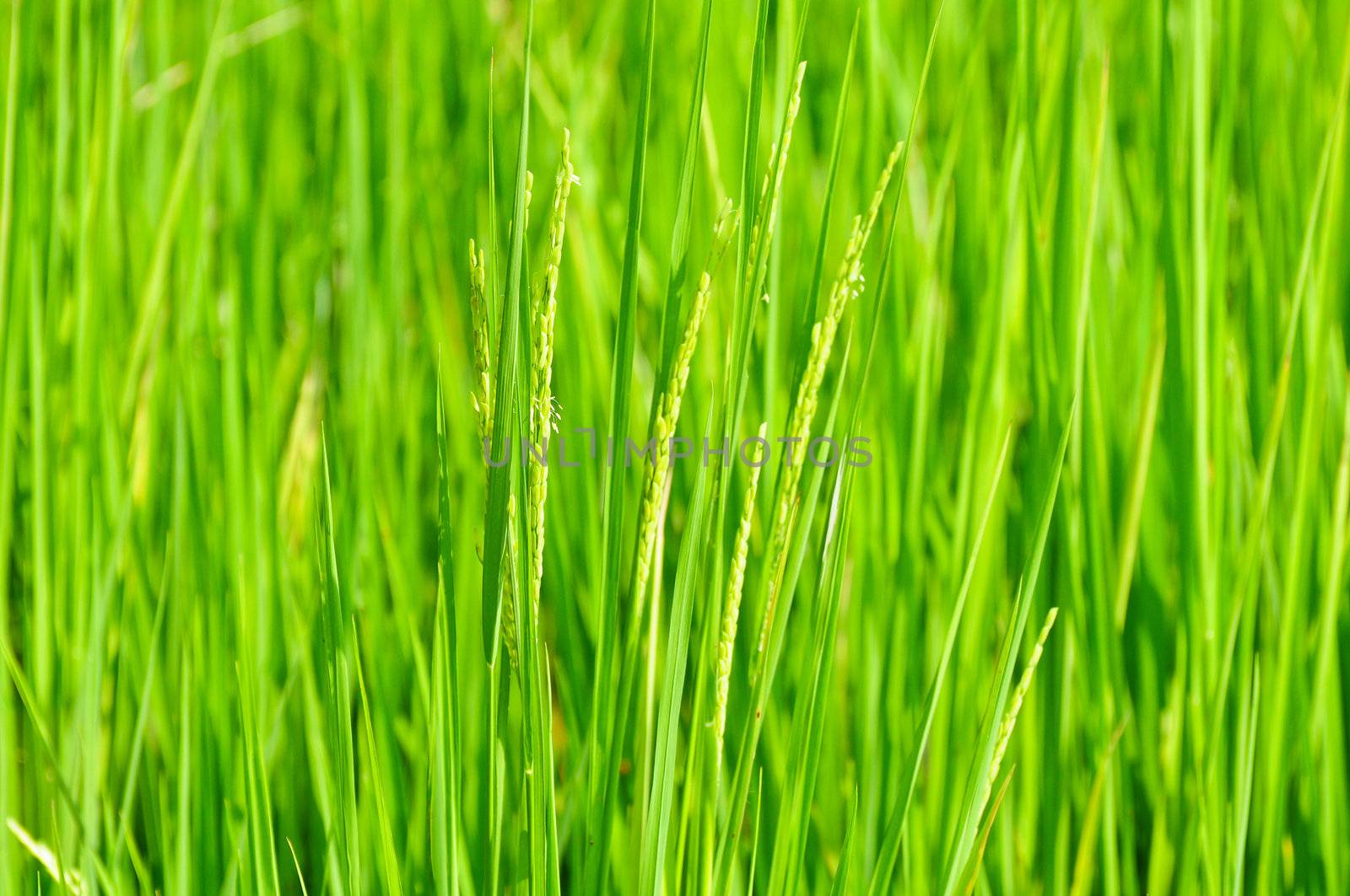 gren filed  of rice