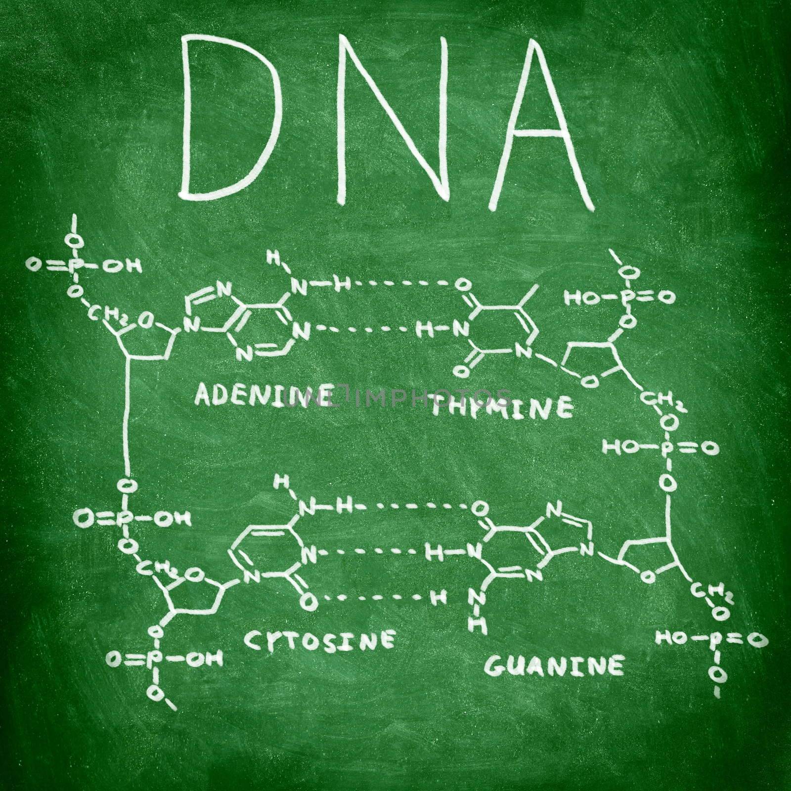 DNA chemistry structure on chalkboard by Maridav