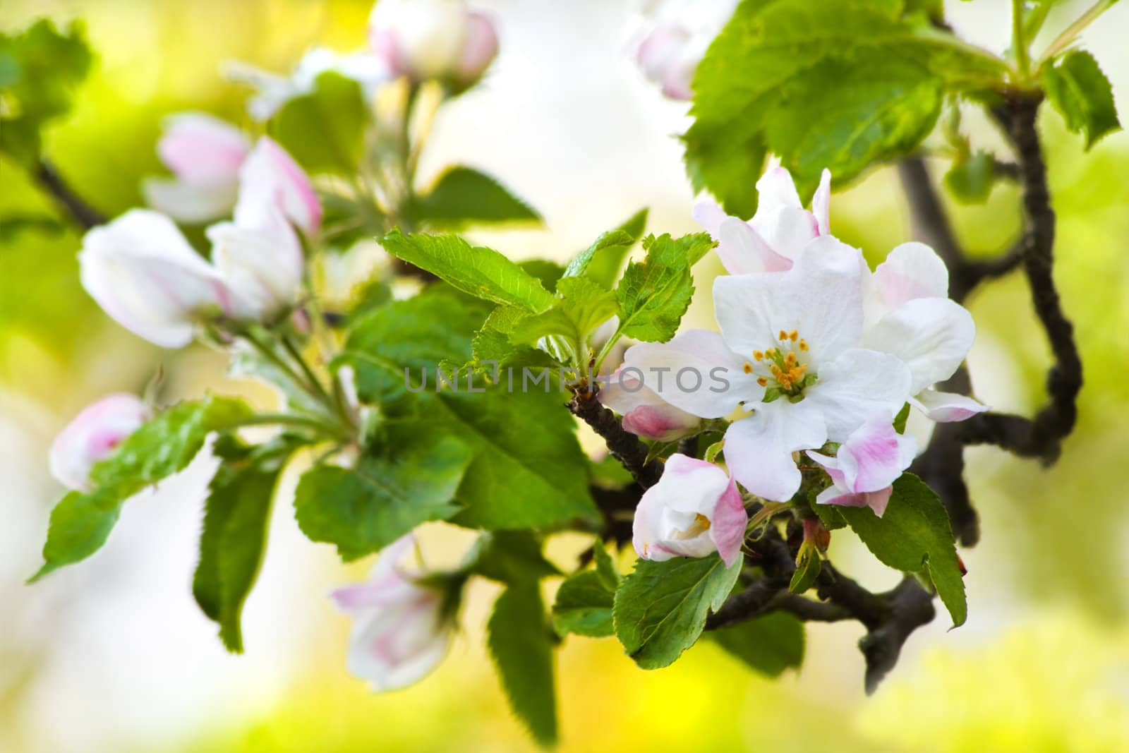 Apple blossom and spring light by Colette