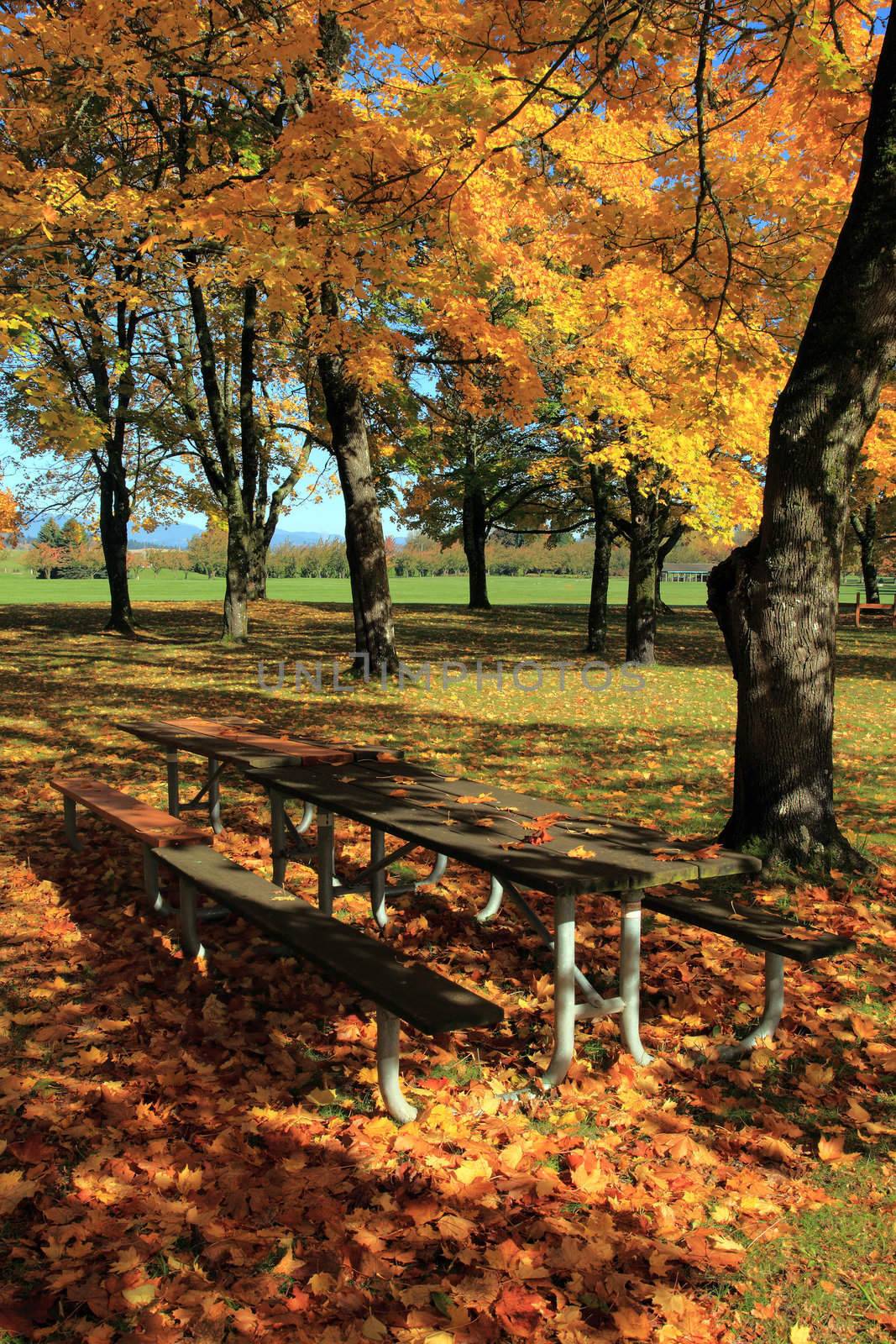 Autumn a changing season of colors in a park.