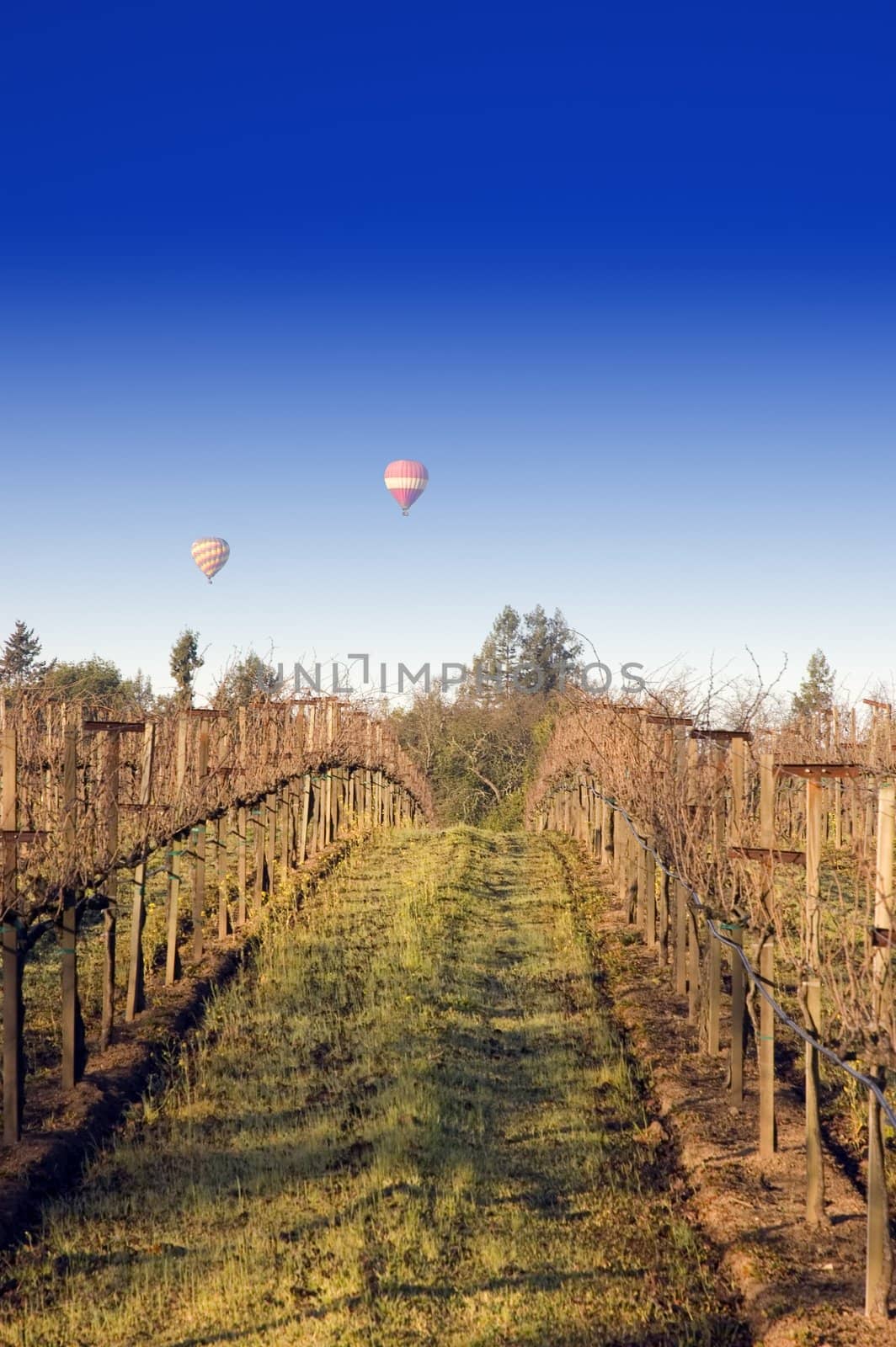Balloons over Napa vineyard by jeffbanke