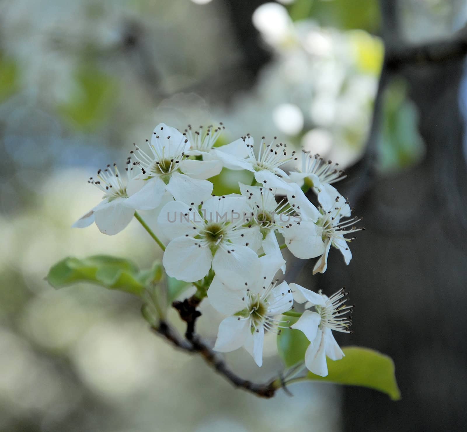 White tree blossoms in the early spring