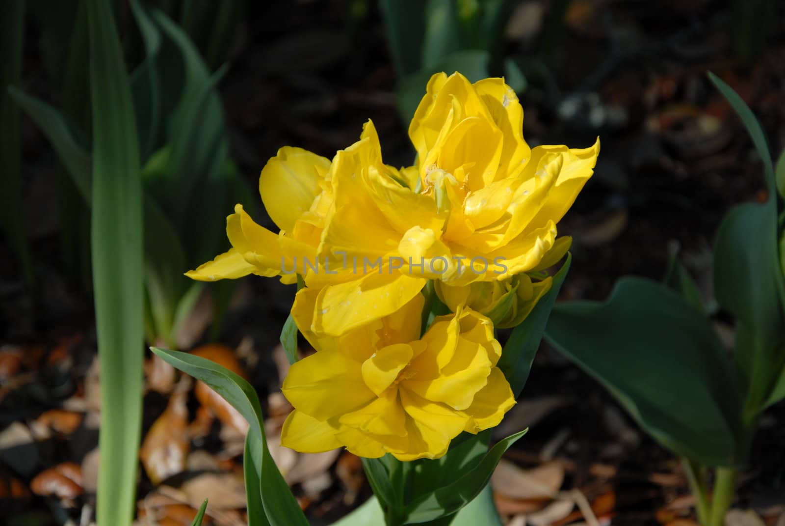 Yellow tulip opened up during the spring of the year
