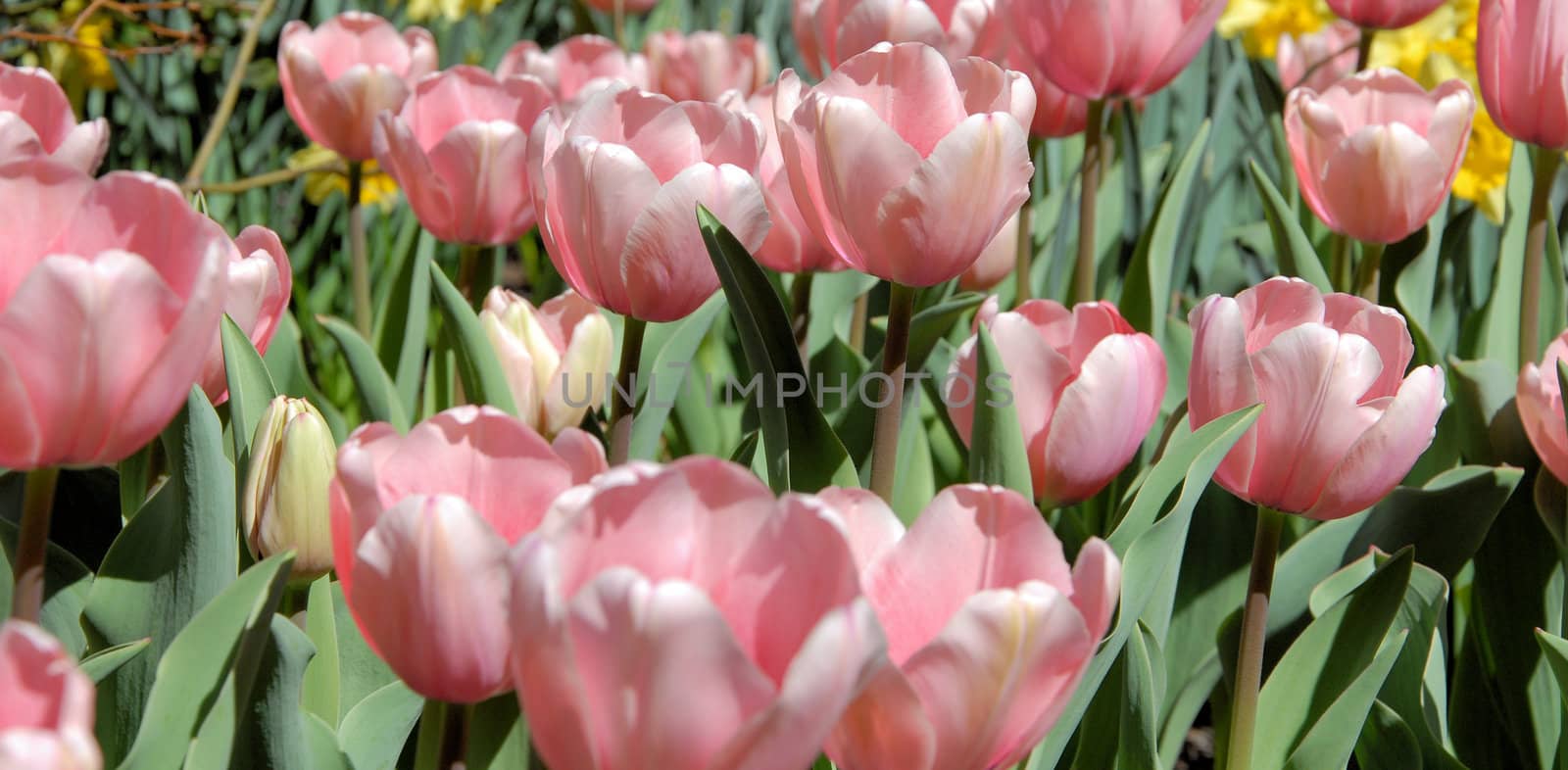 Tulips in the garden opened to the sky