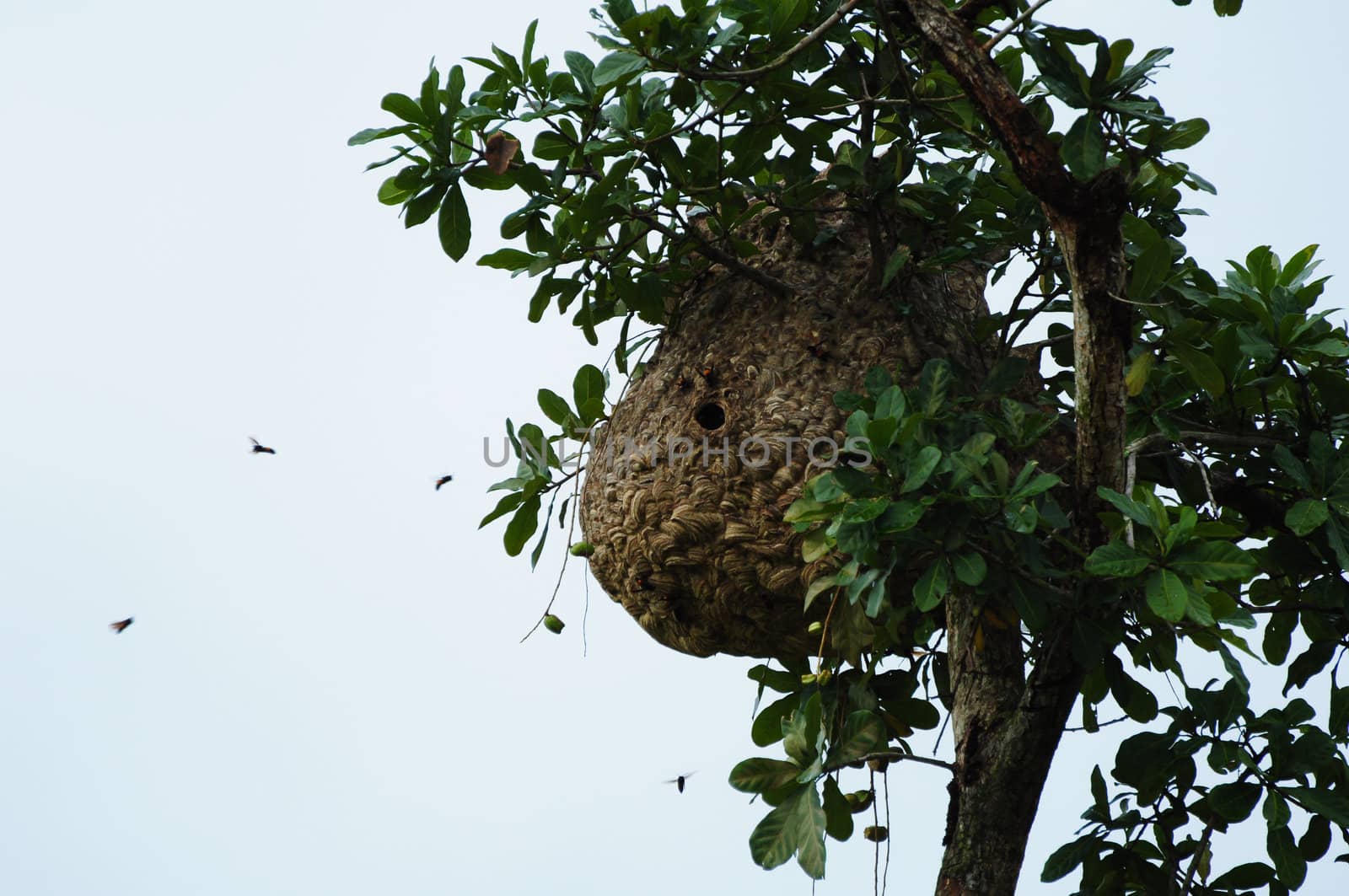 bee hive