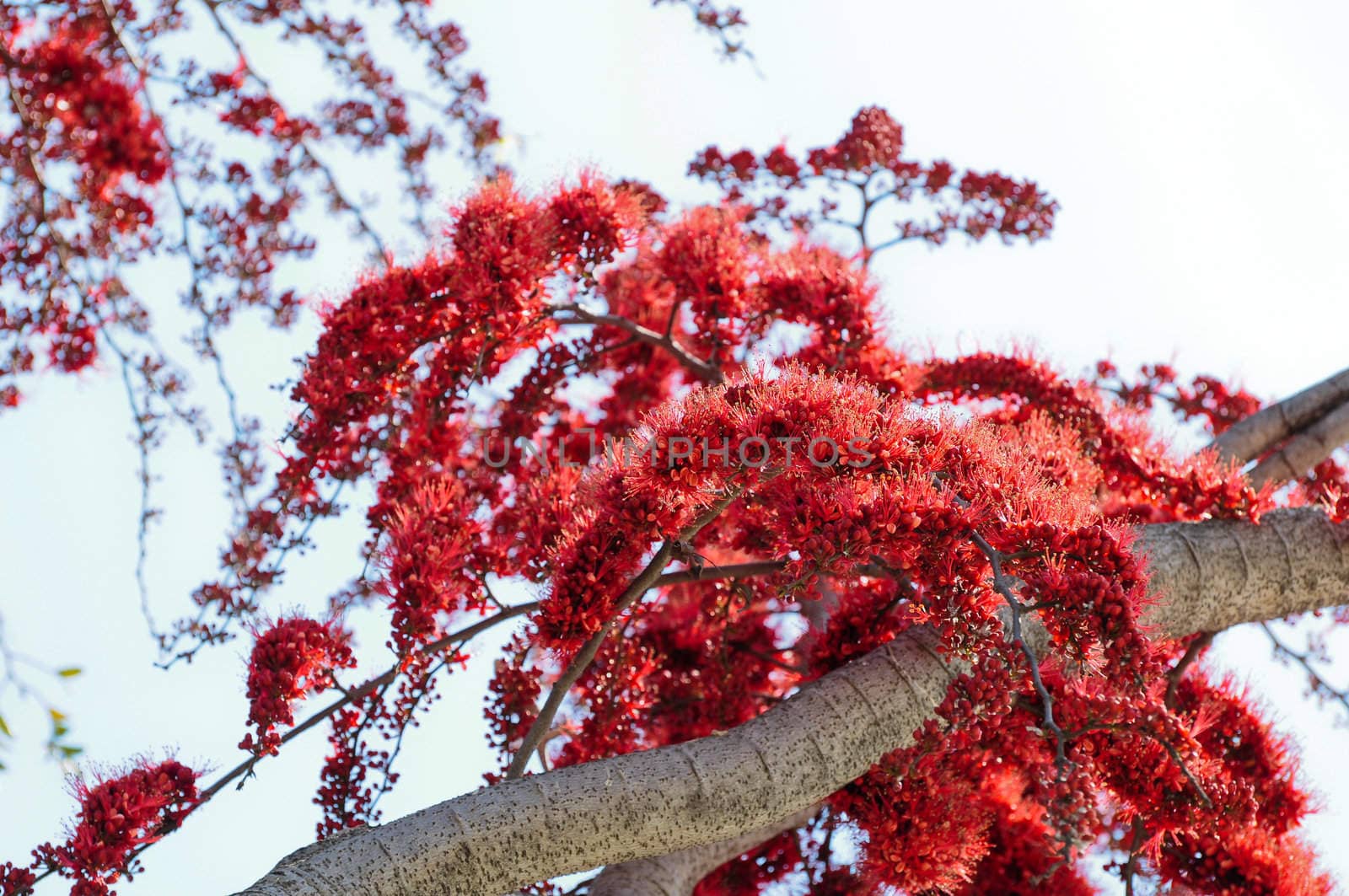 red flower in Thailand