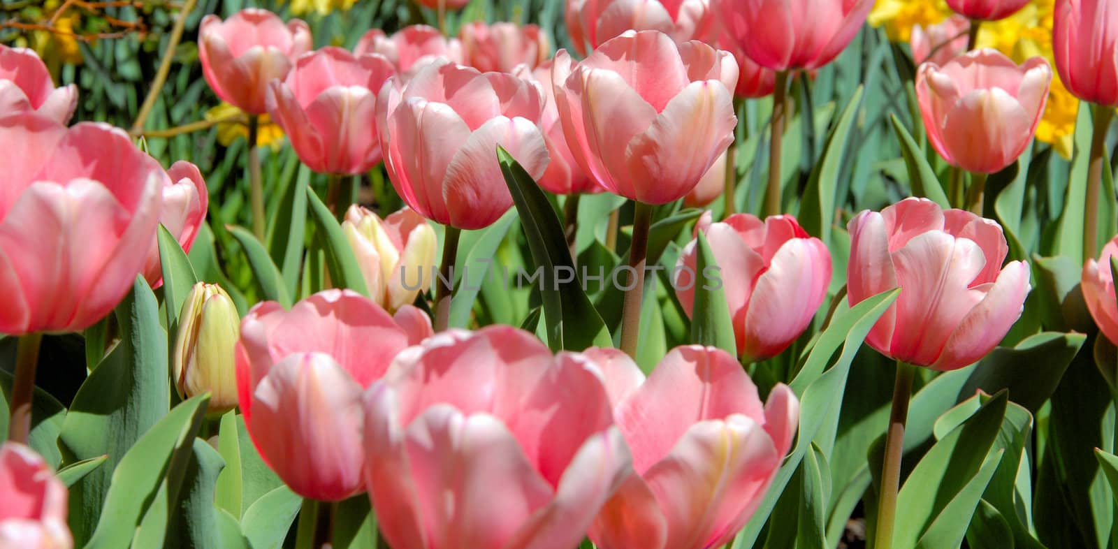 Tulips by northwoodsphoto