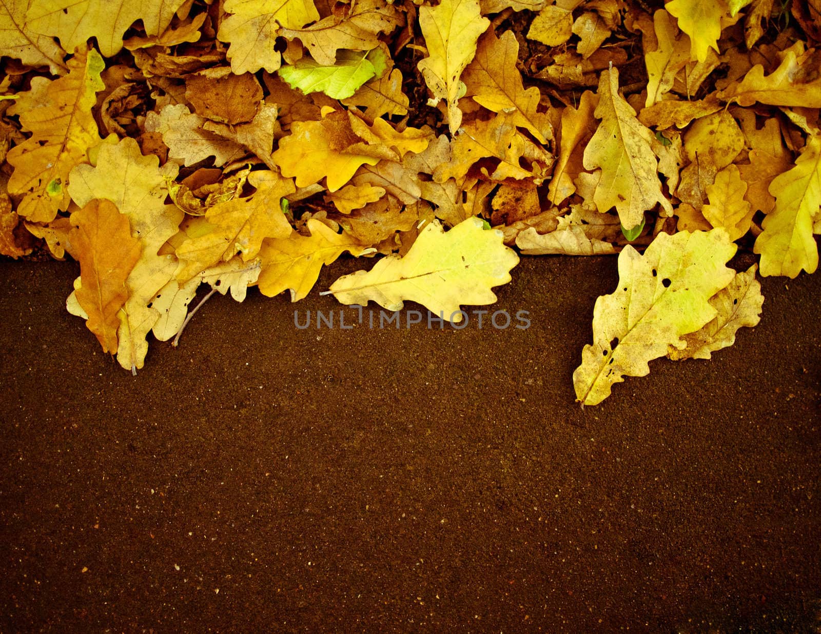 Fallen leaves by the side of the road, may be used for text