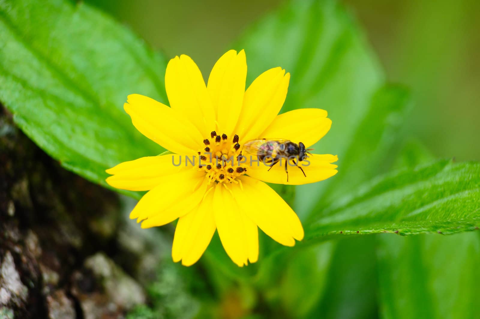 bee and flower by samurai