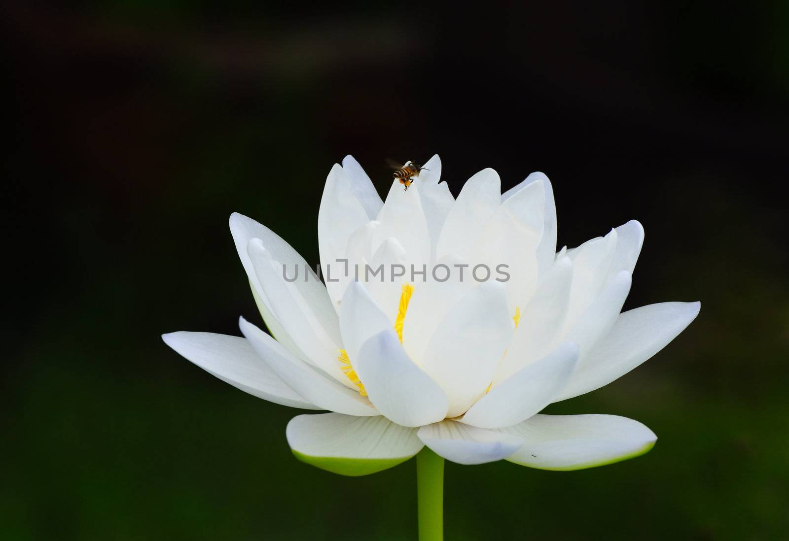 bee and white lotus