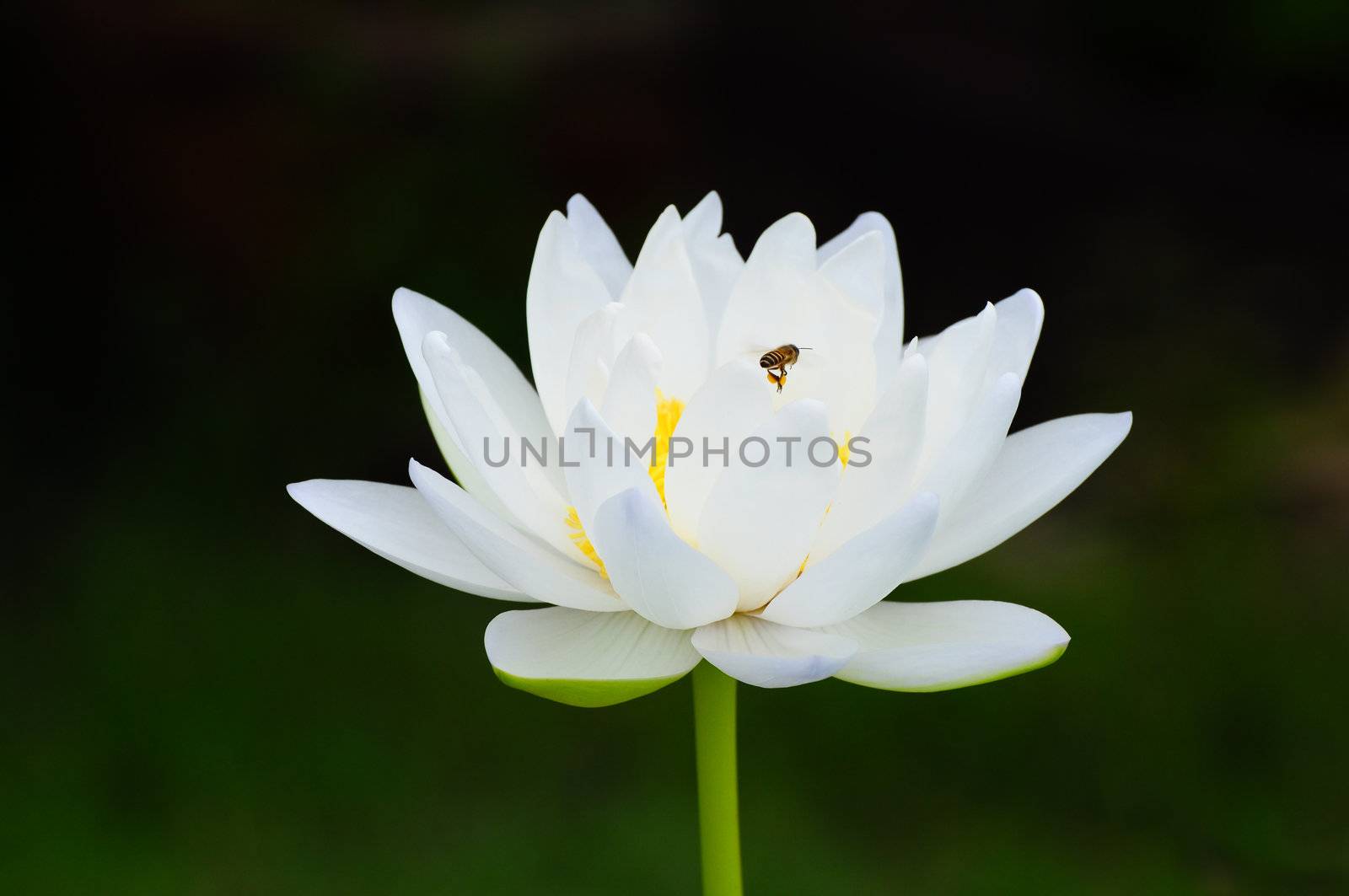 bee and white lotus
