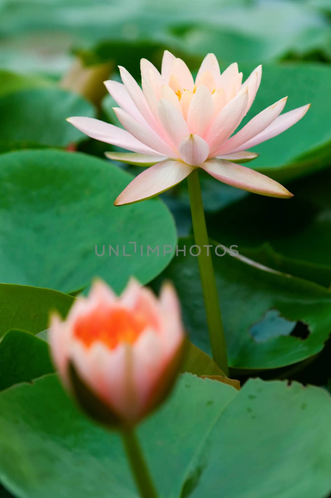 The blooming (detail) of pink water lilies over green leafs