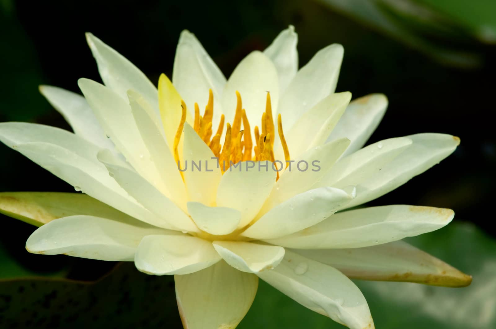 The close up (detail) of pink water lily