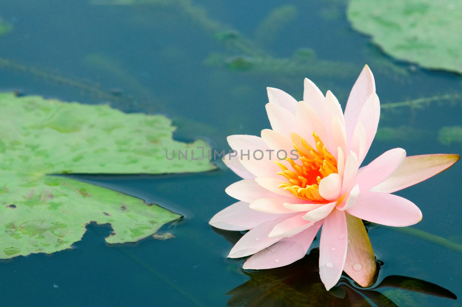The close up (detail) of pink water lily with reflection over water