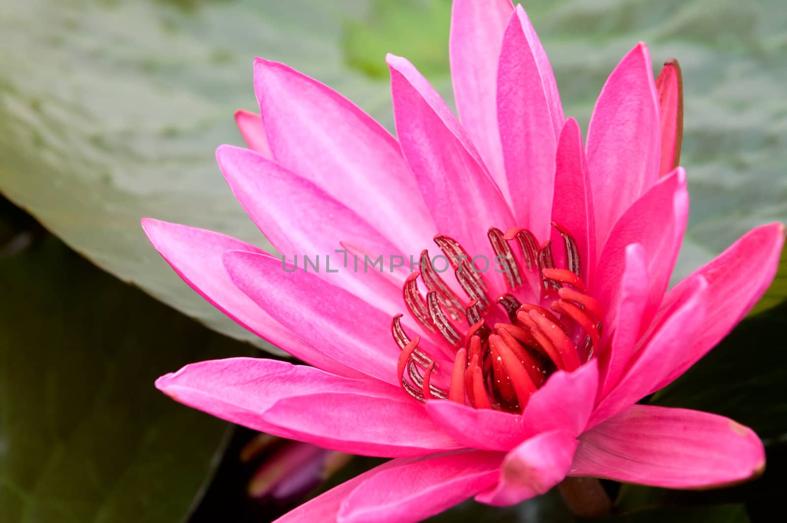 The close up (detail) of pink water lily