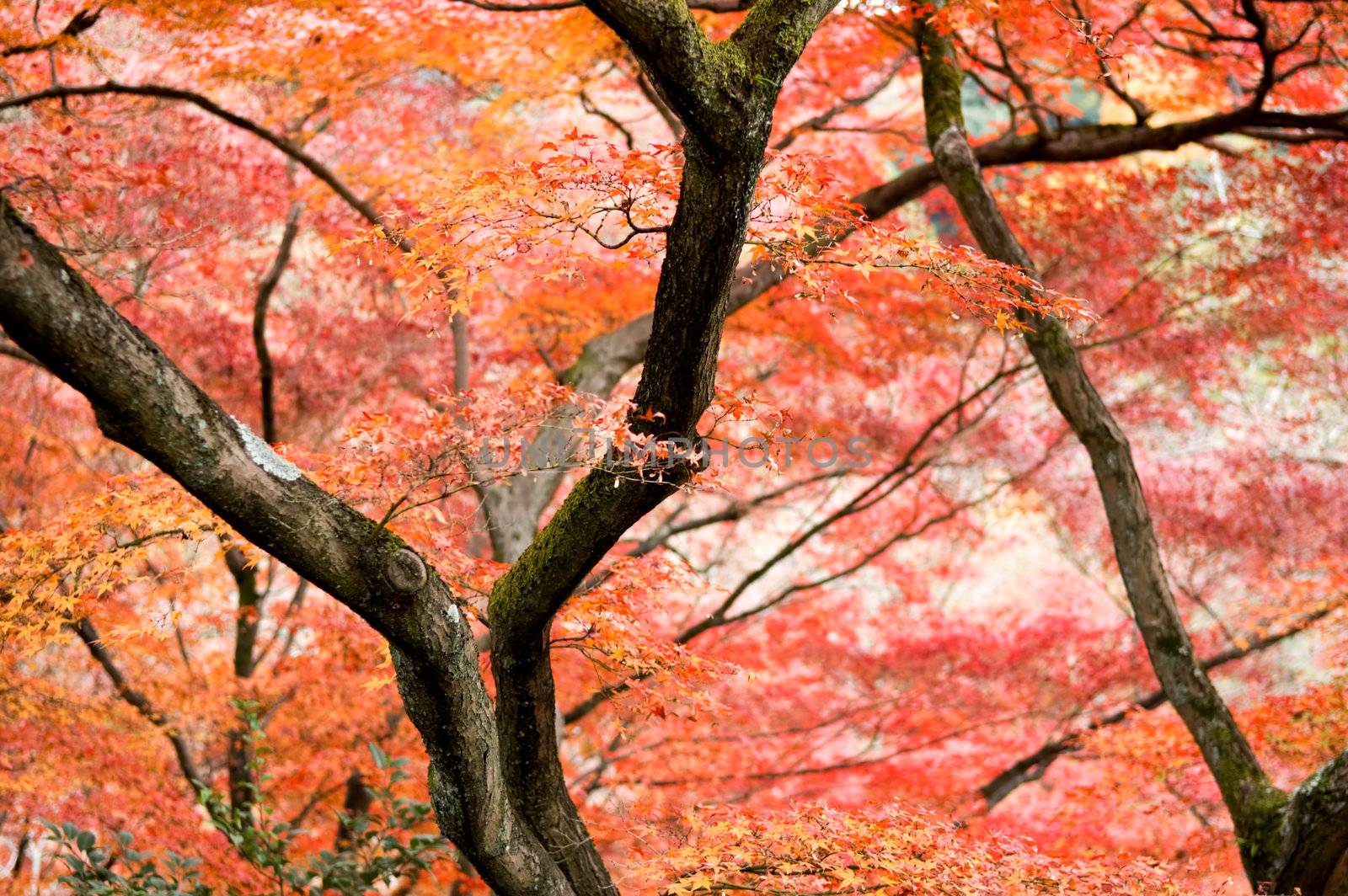 The red maple trees in japanese garden 