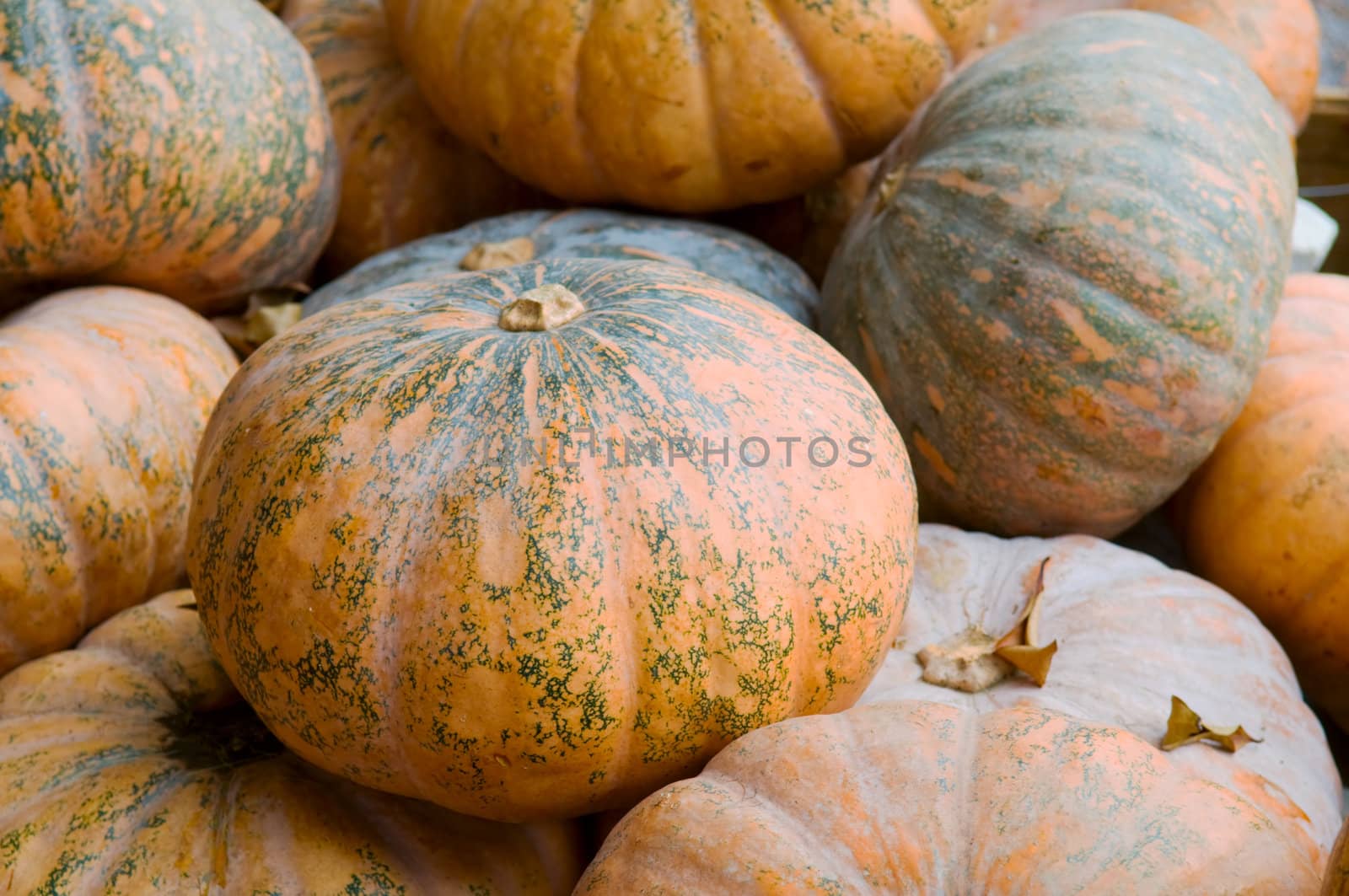 Heap of pumpkins