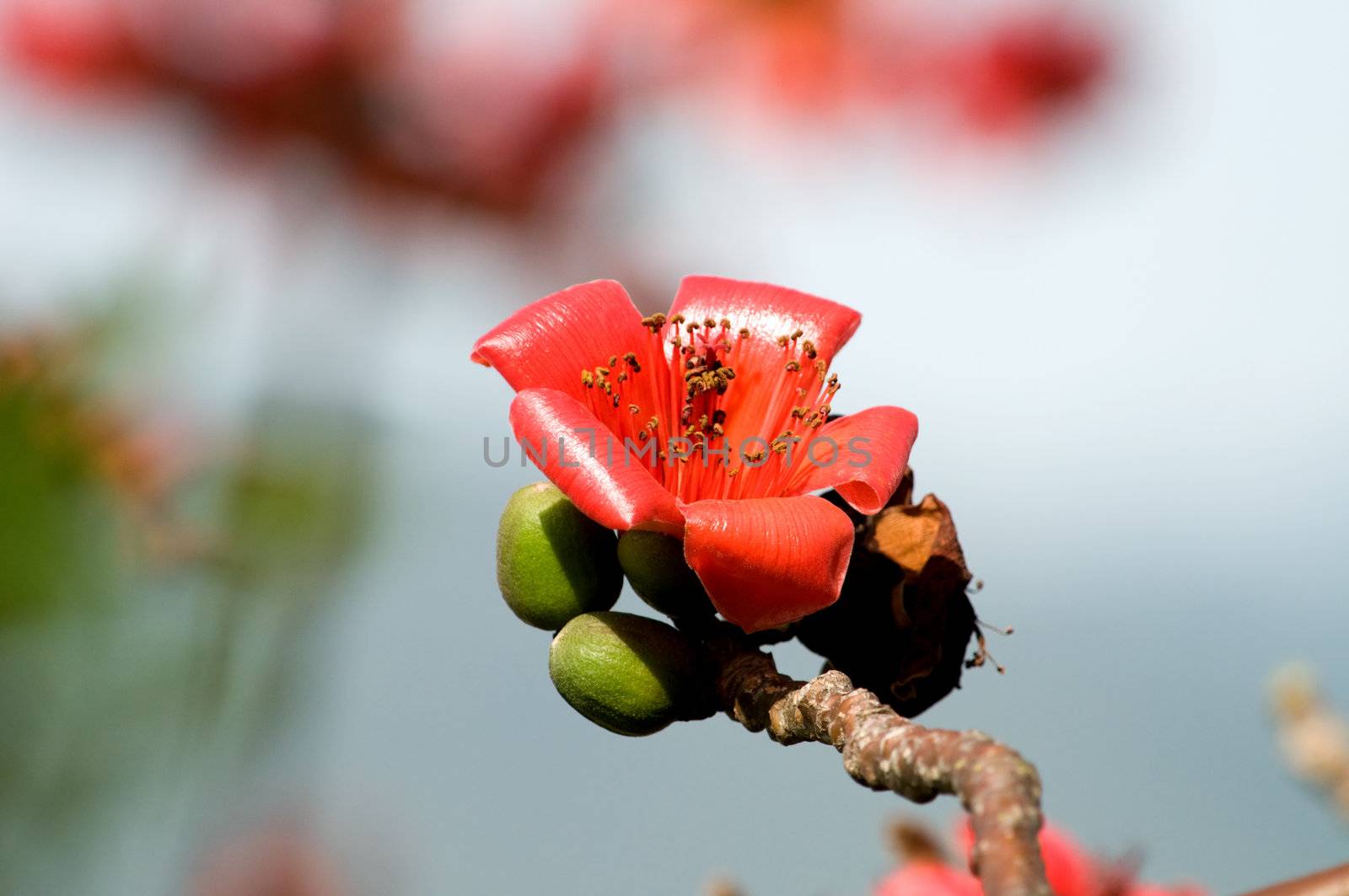 The flowers of ceiba tree, crimson kapok flowers