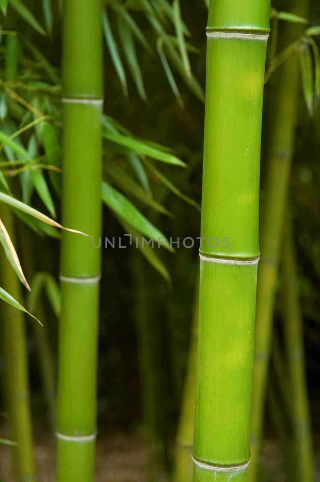 The close up of bamboo tree in forest