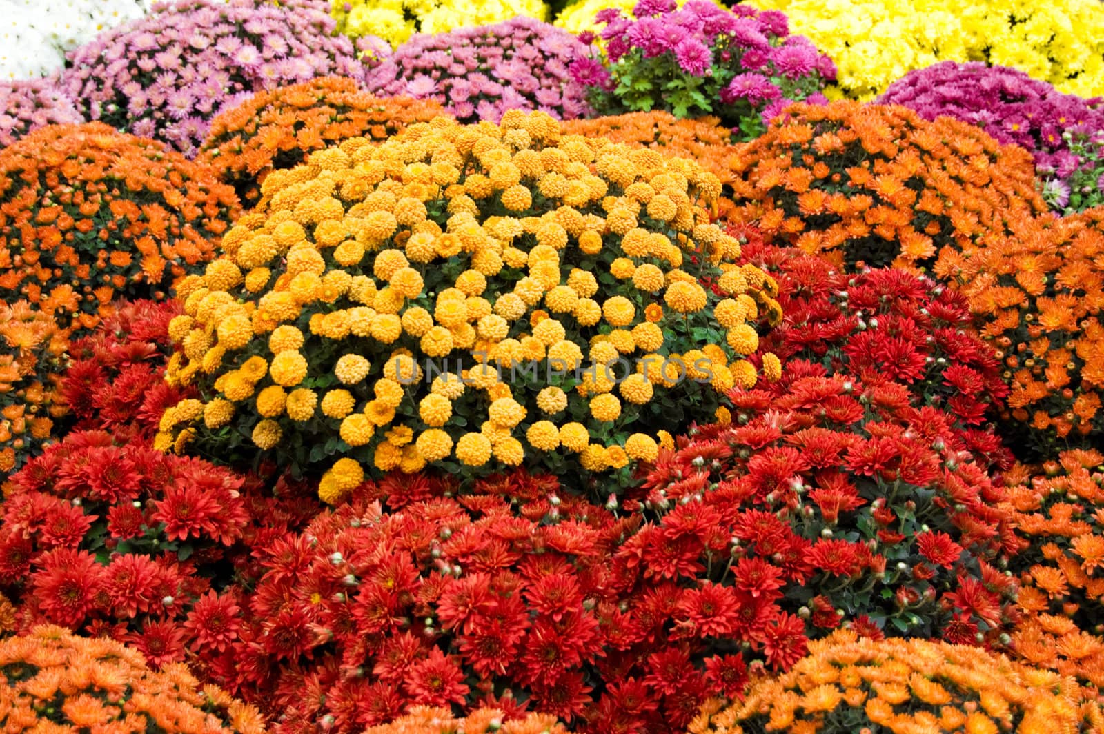 Many colourful chrysanthemum as background