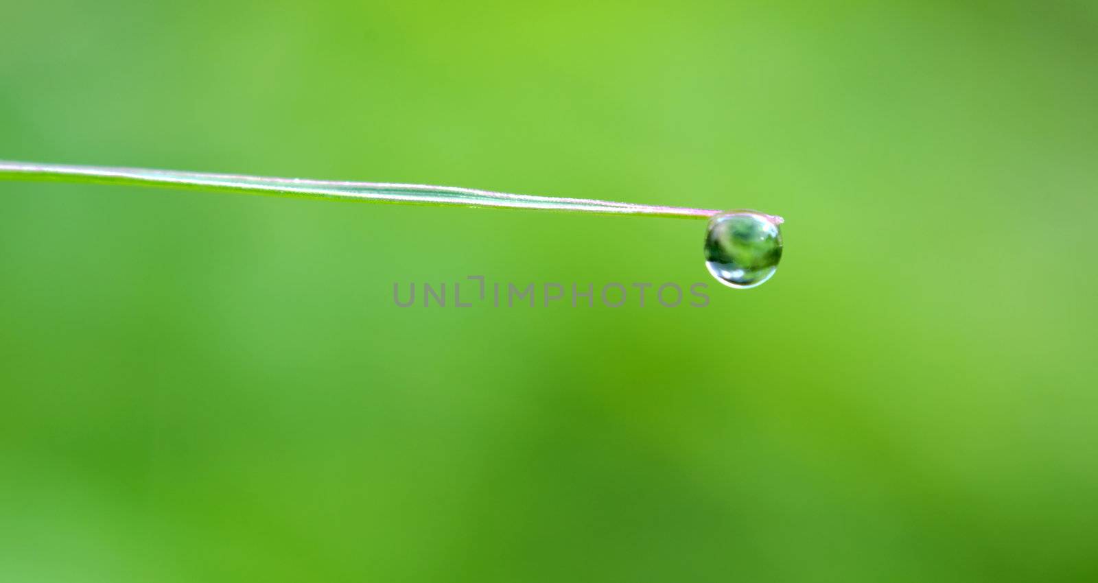 The close up of water drop on green leaf