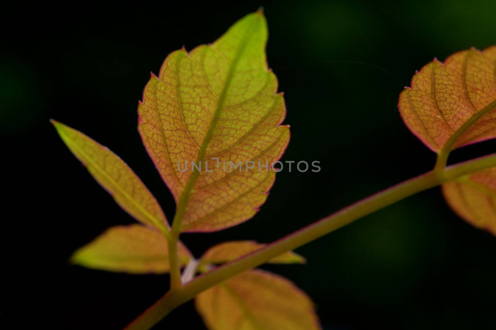 The leafs of climbing plant on black background