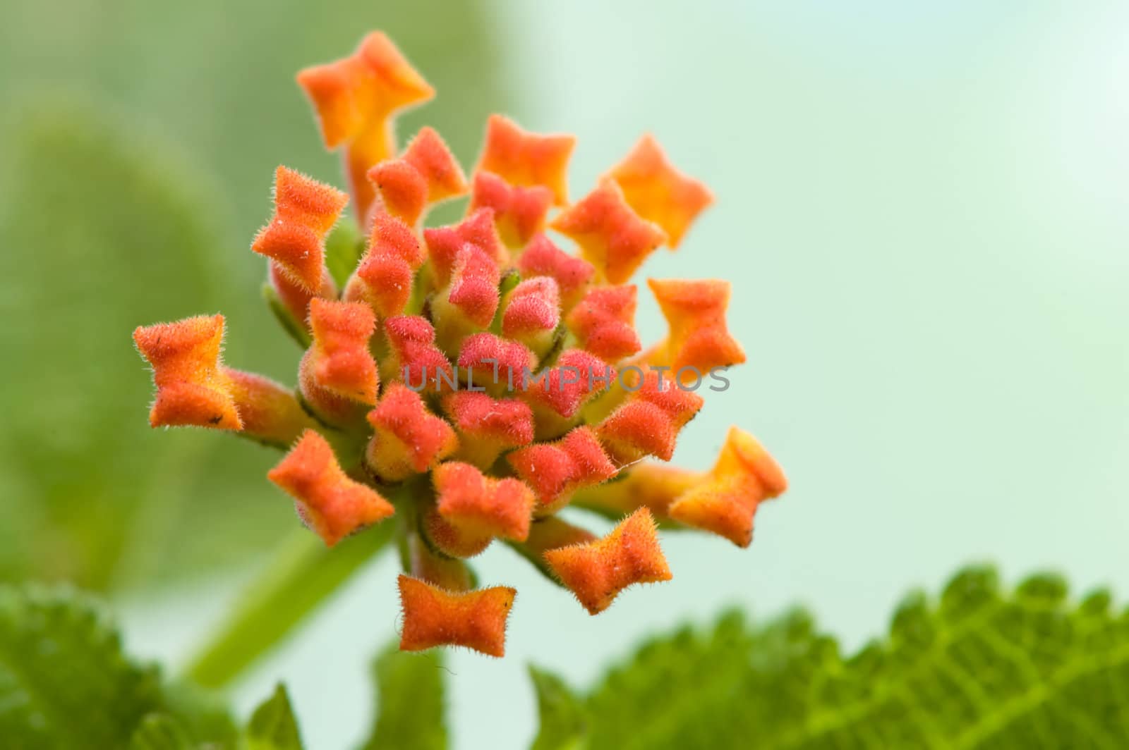 A closeup shoot of lantana camara flower