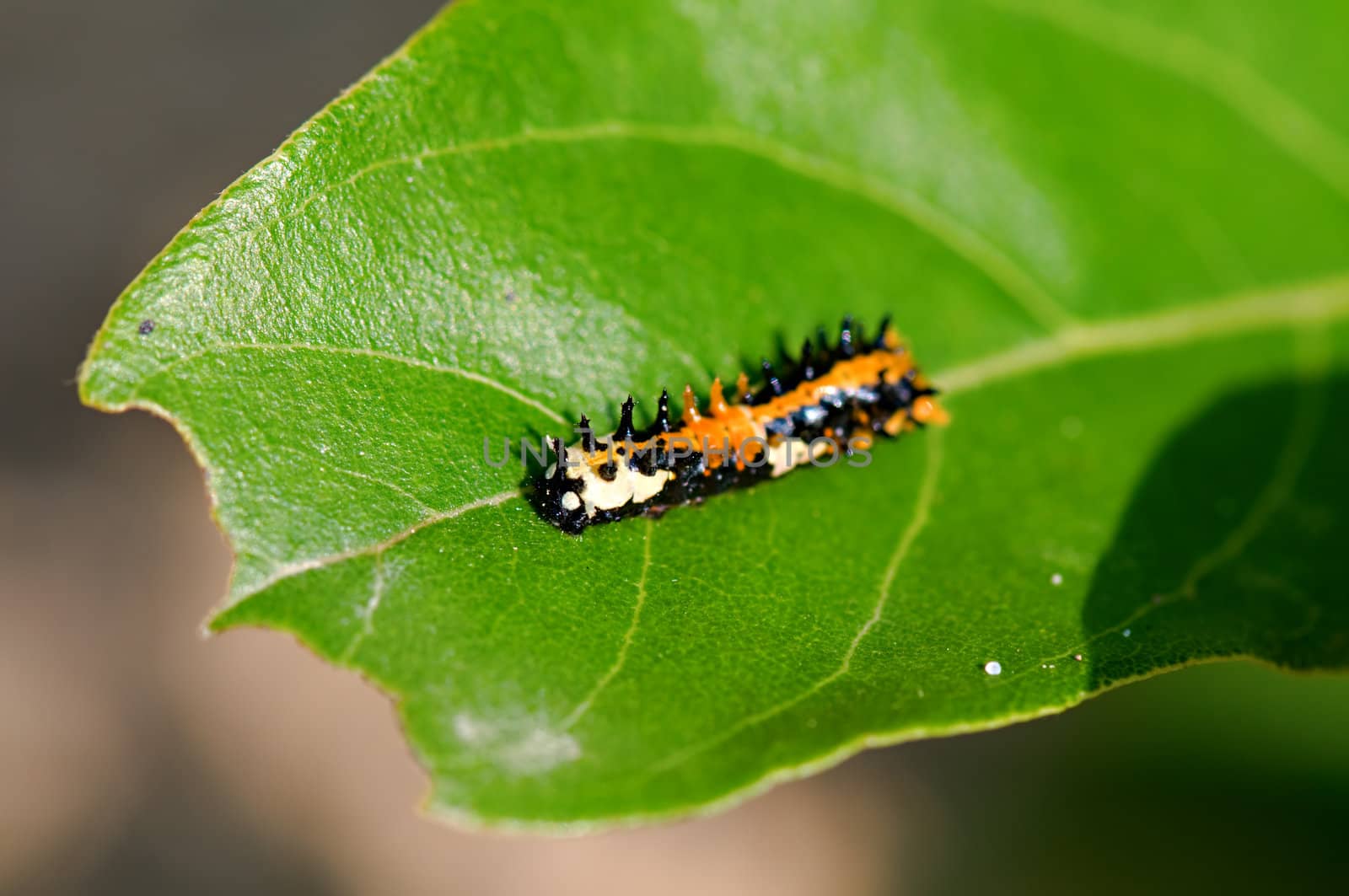 A moth caterpillar crawls along a leaf edge