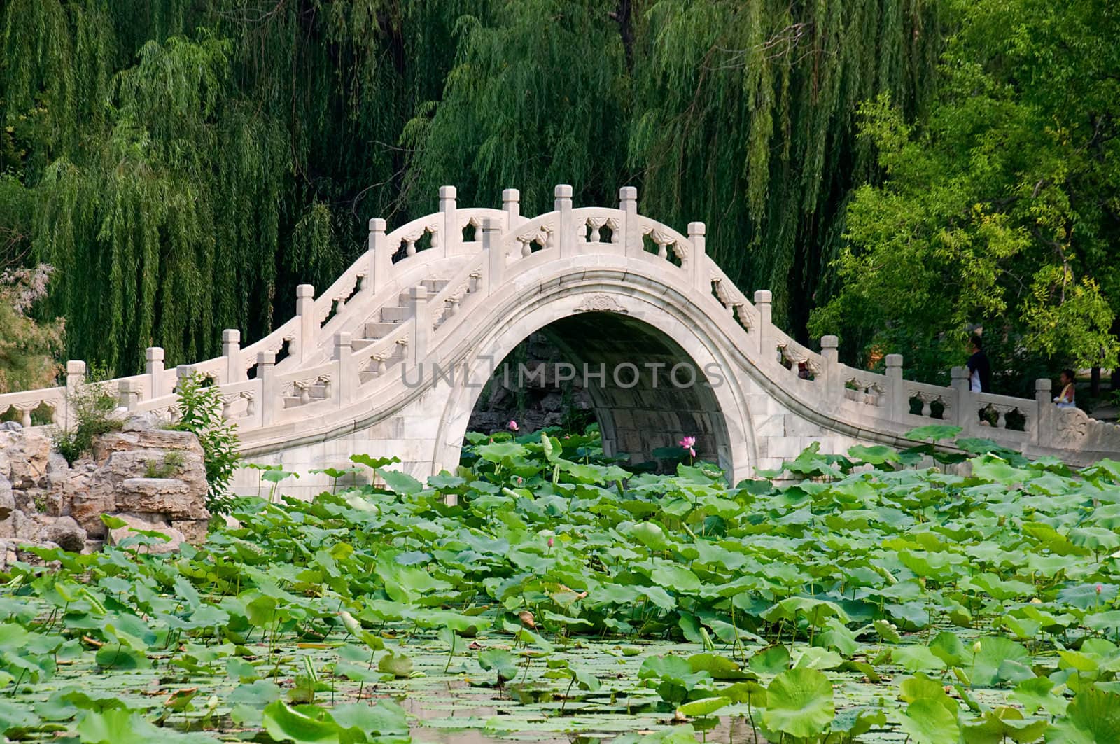 The panorama of lotus pond, garden with bridge