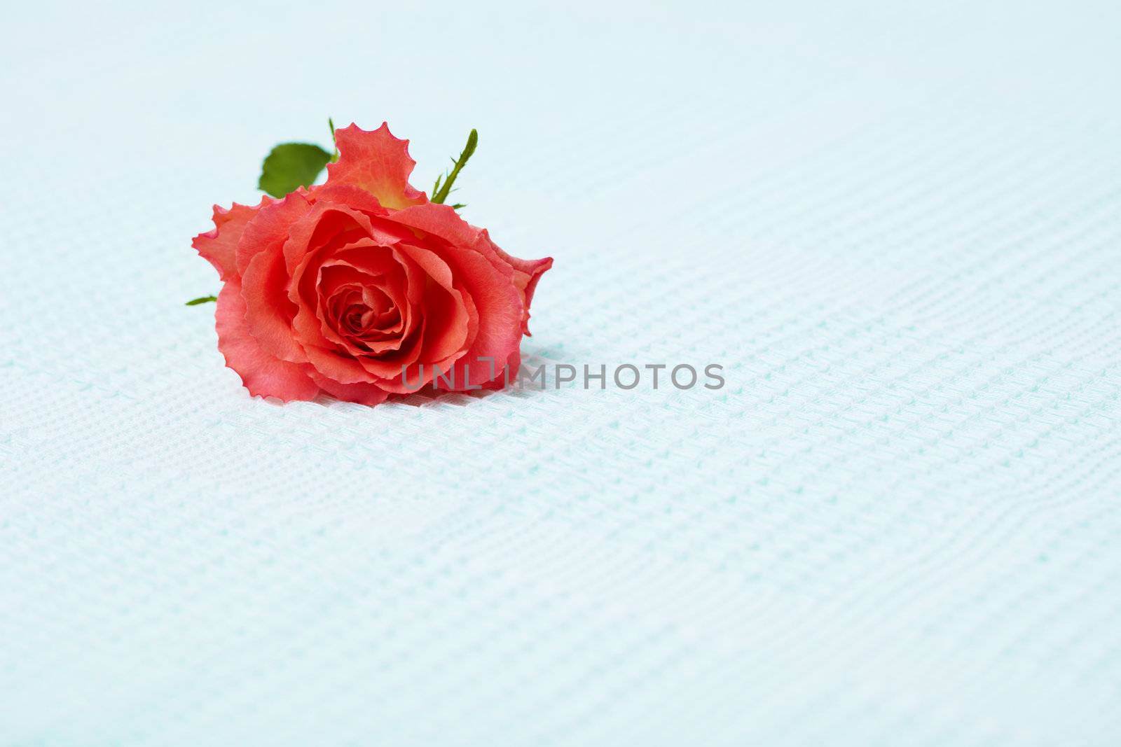 Lone red rose on the surface of a blue towel
