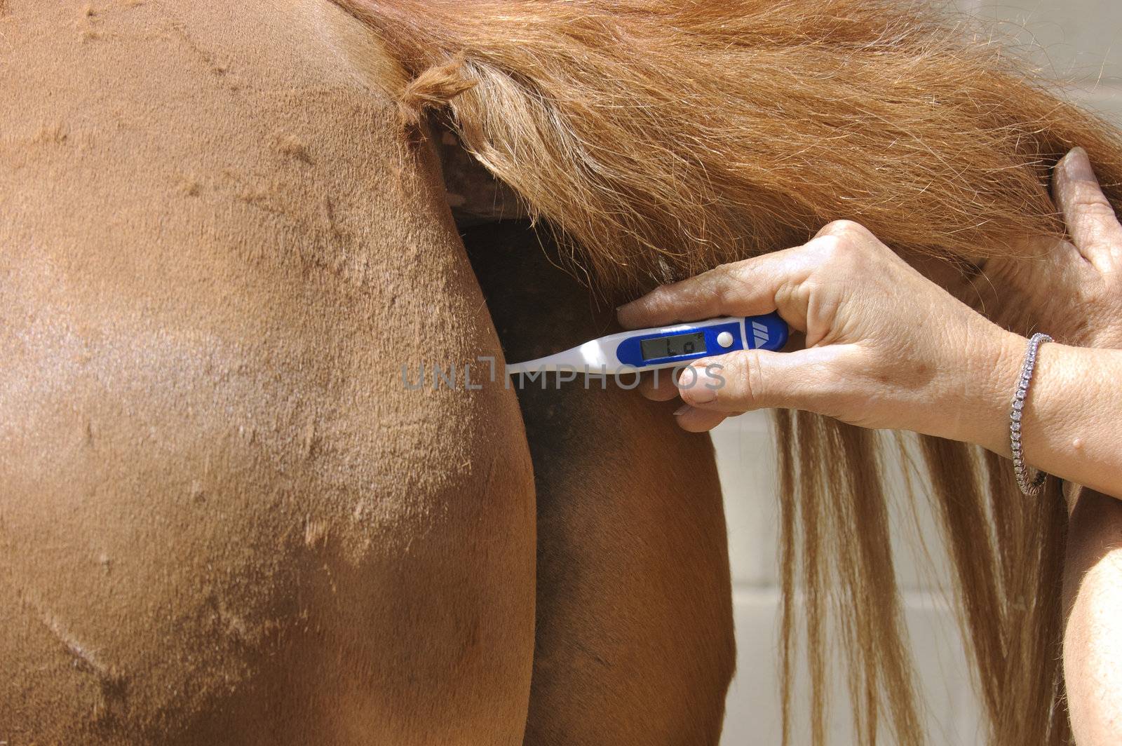 Woman taking temperature of horse