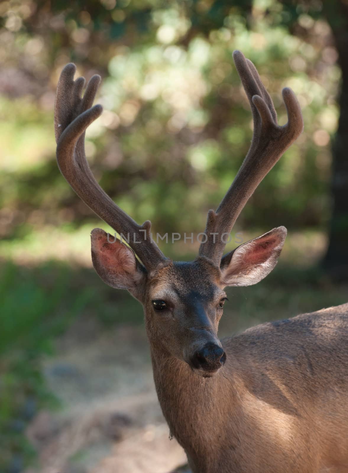 closeup of a Californian Black-tailed Buck