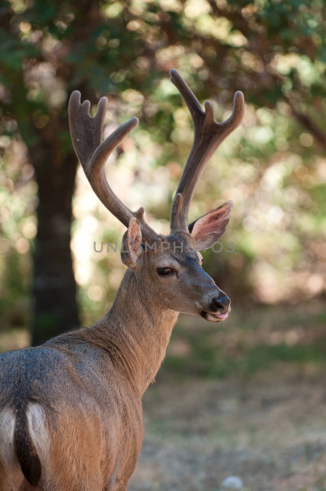 closeup of a Californian Black-tailed Buck