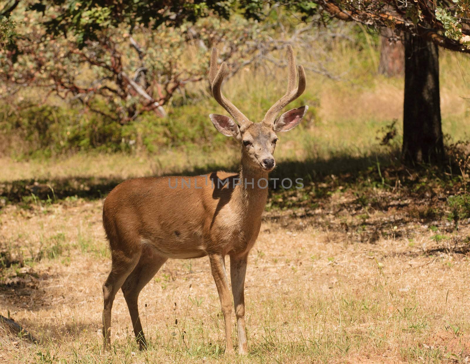 closeup of a black-tailed buck